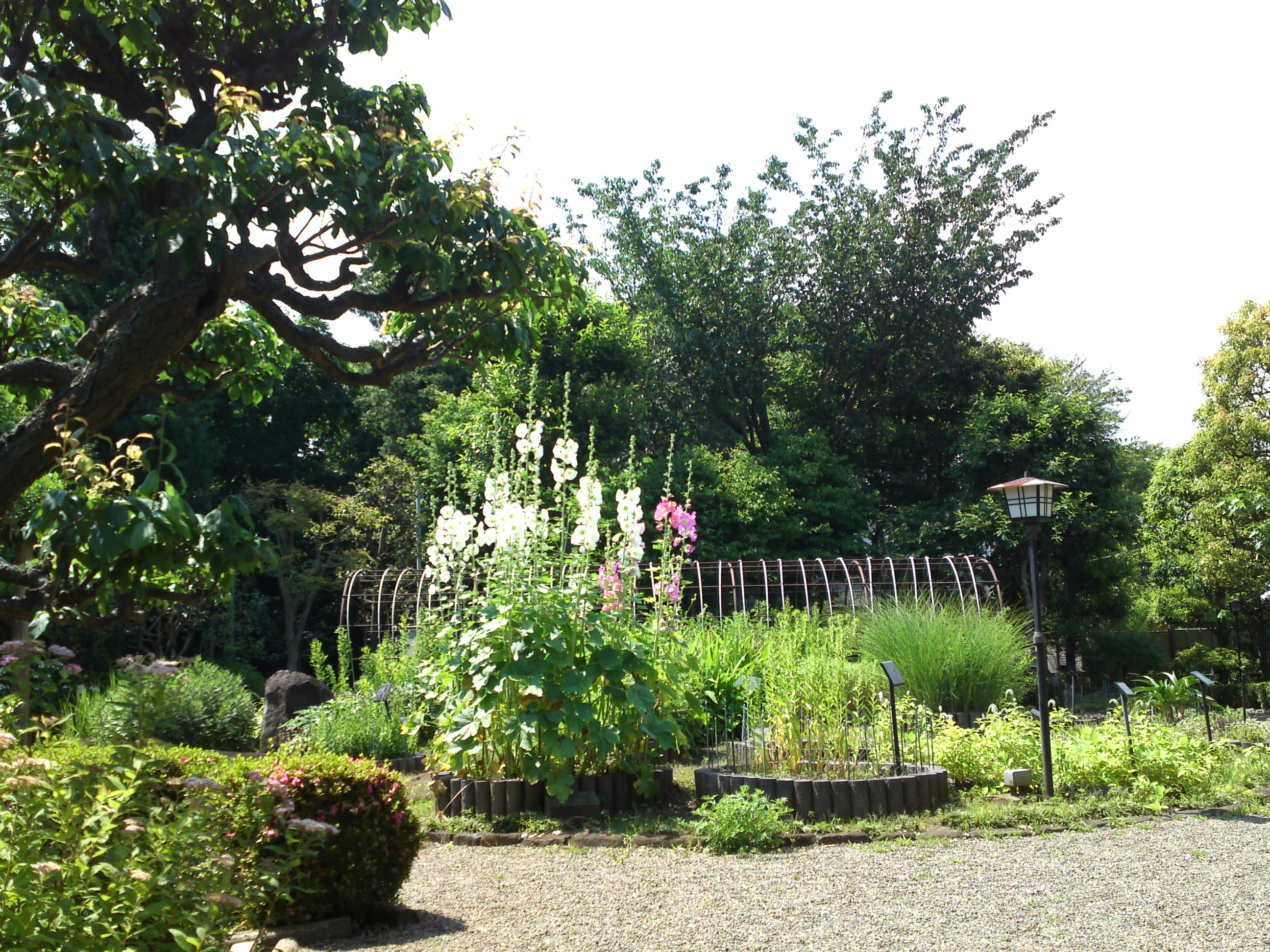 2018年夏万葉植物園に咲くタチアオイの花２