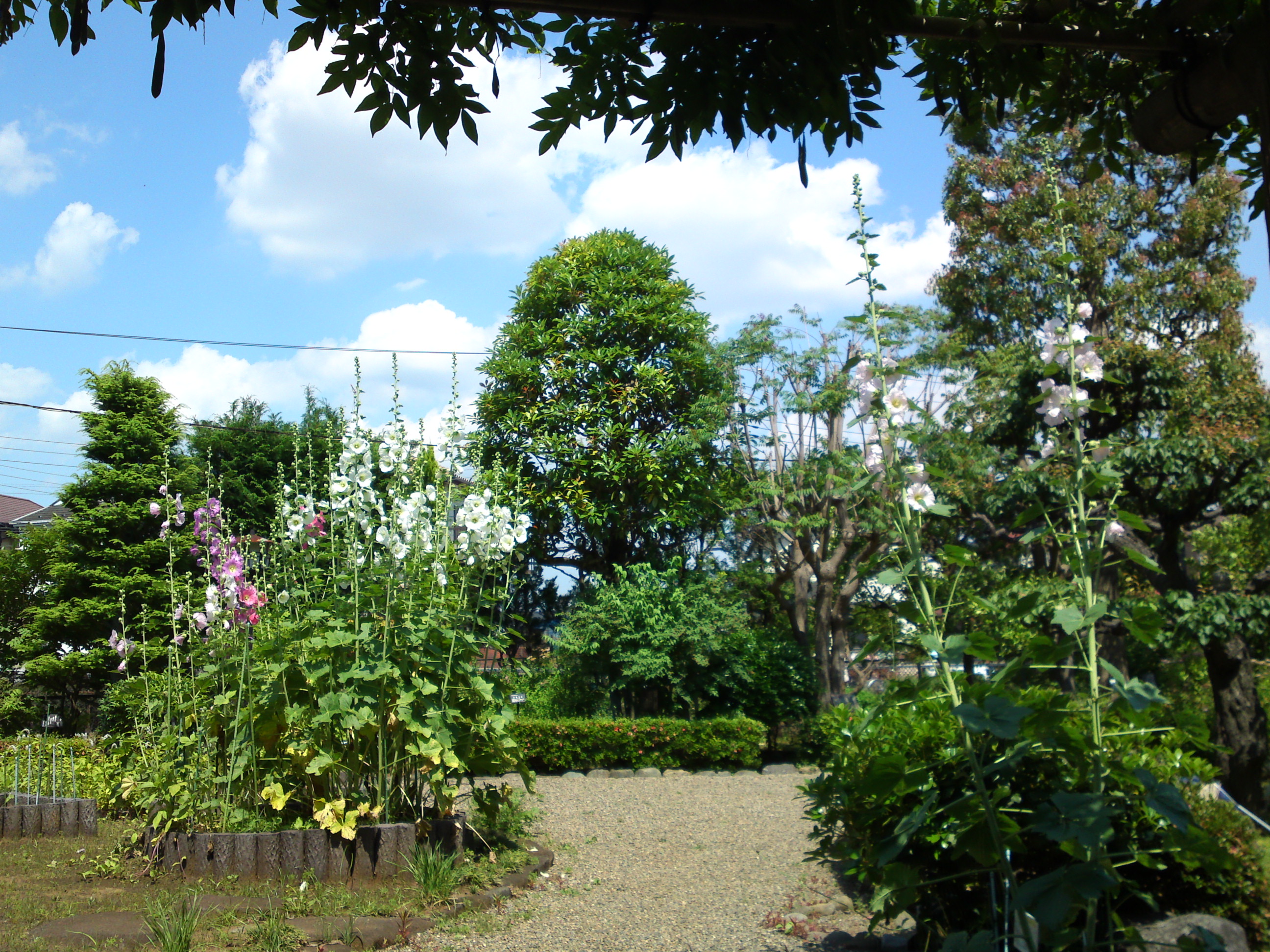 2018年夏万葉植物園に咲くタチアオイの花３