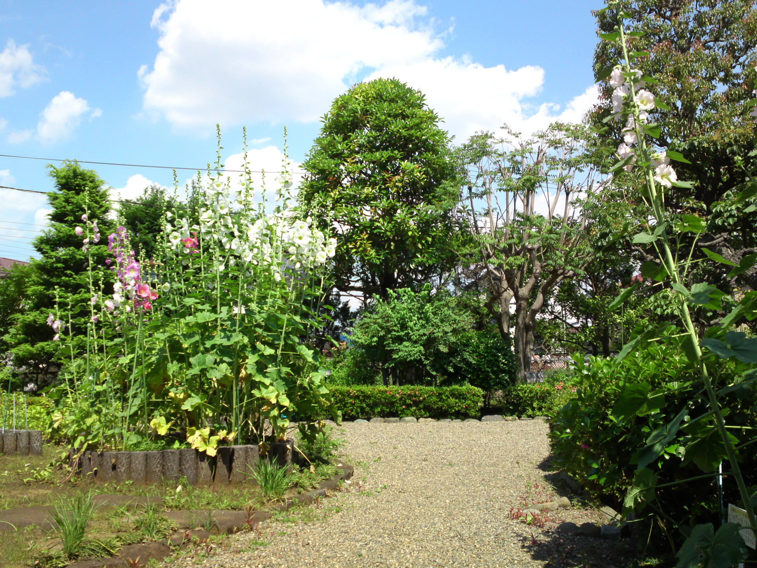 2018年夏万葉植物園に咲くタチアオイの花４