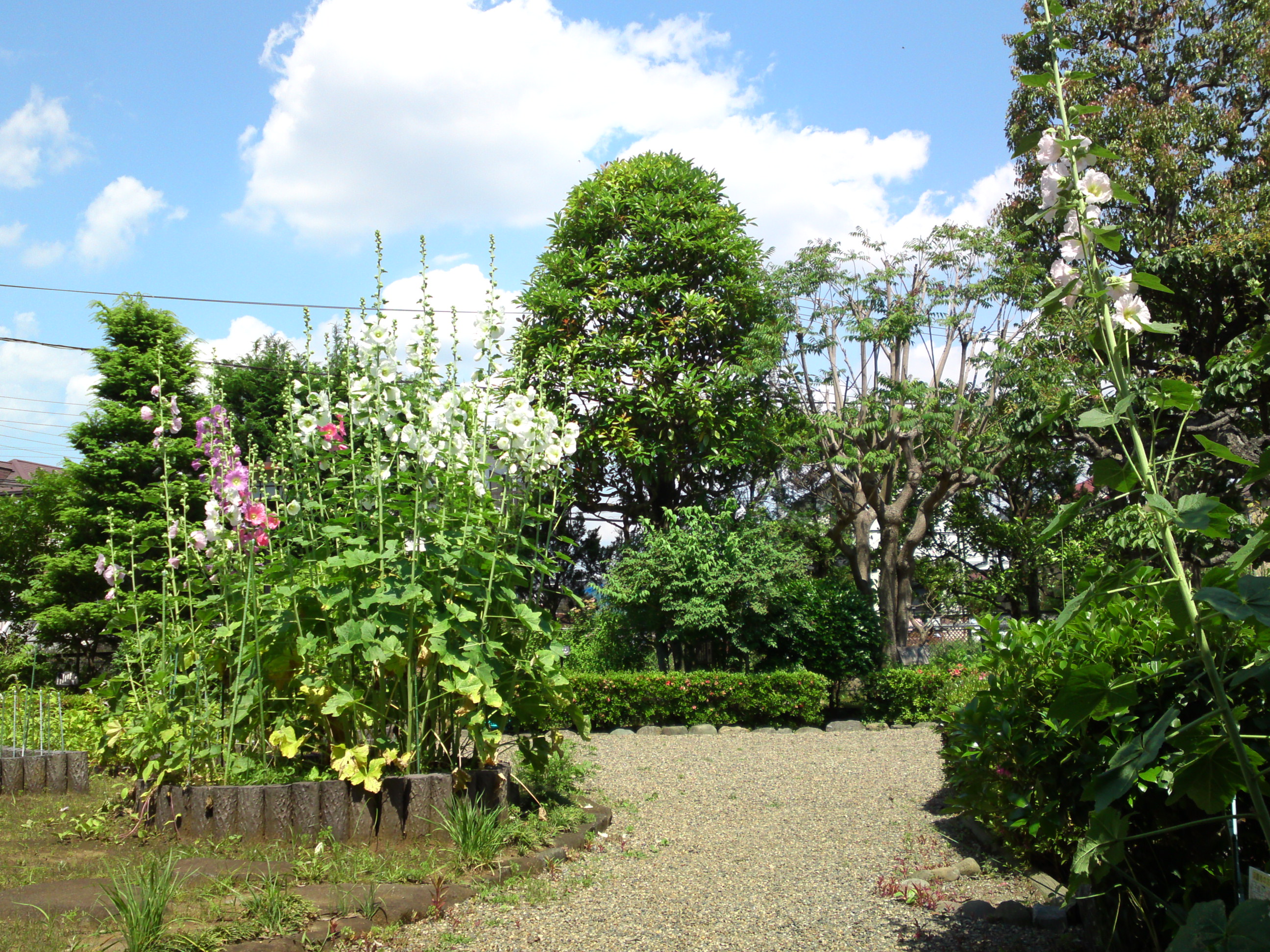 2018年夏万葉植物園に咲くタチアオイの花５