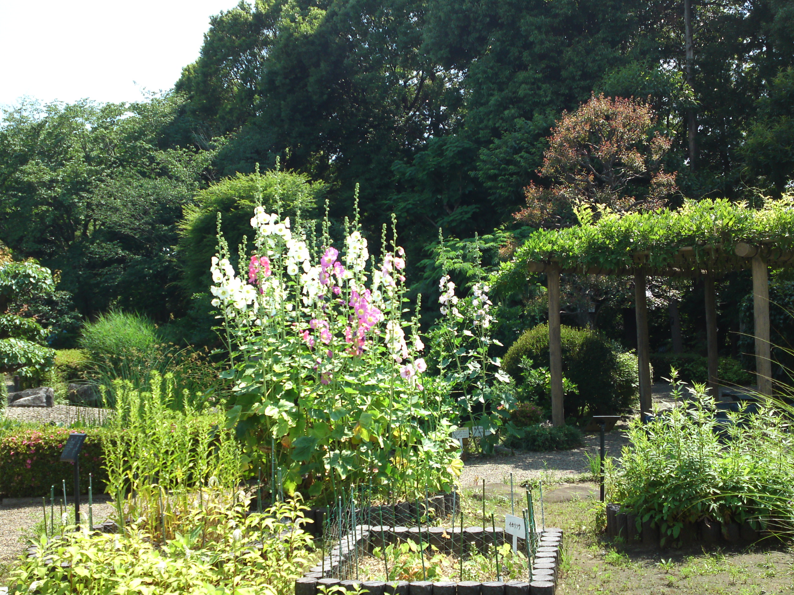 2018年夏万葉植物園に咲くタチアオイの花７