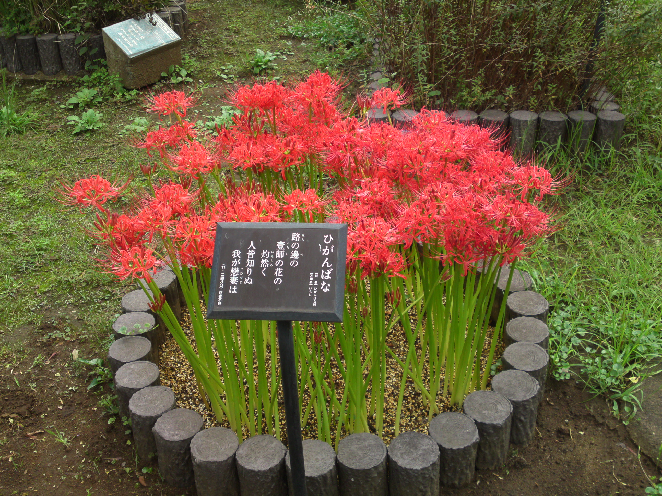 2018年万葉植物園に咲く彼岸花１