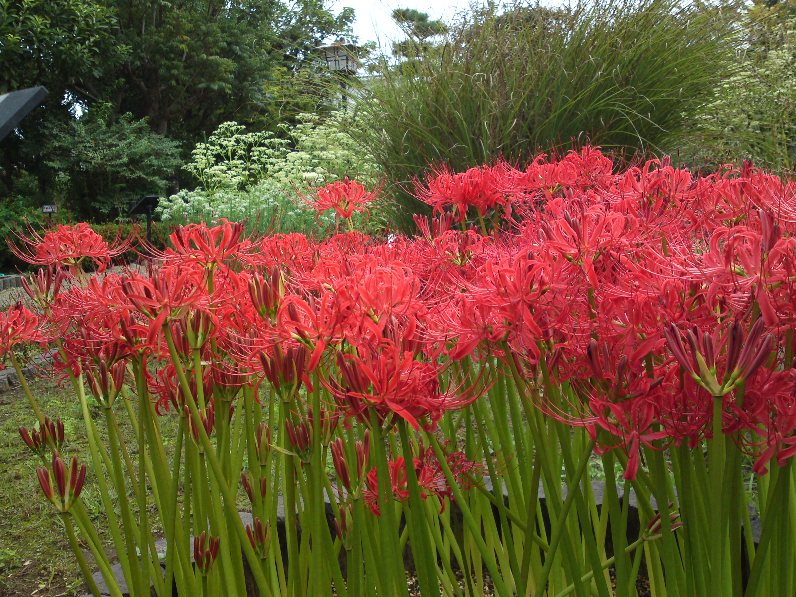 2018年万葉植物園に咲く彼岸花２