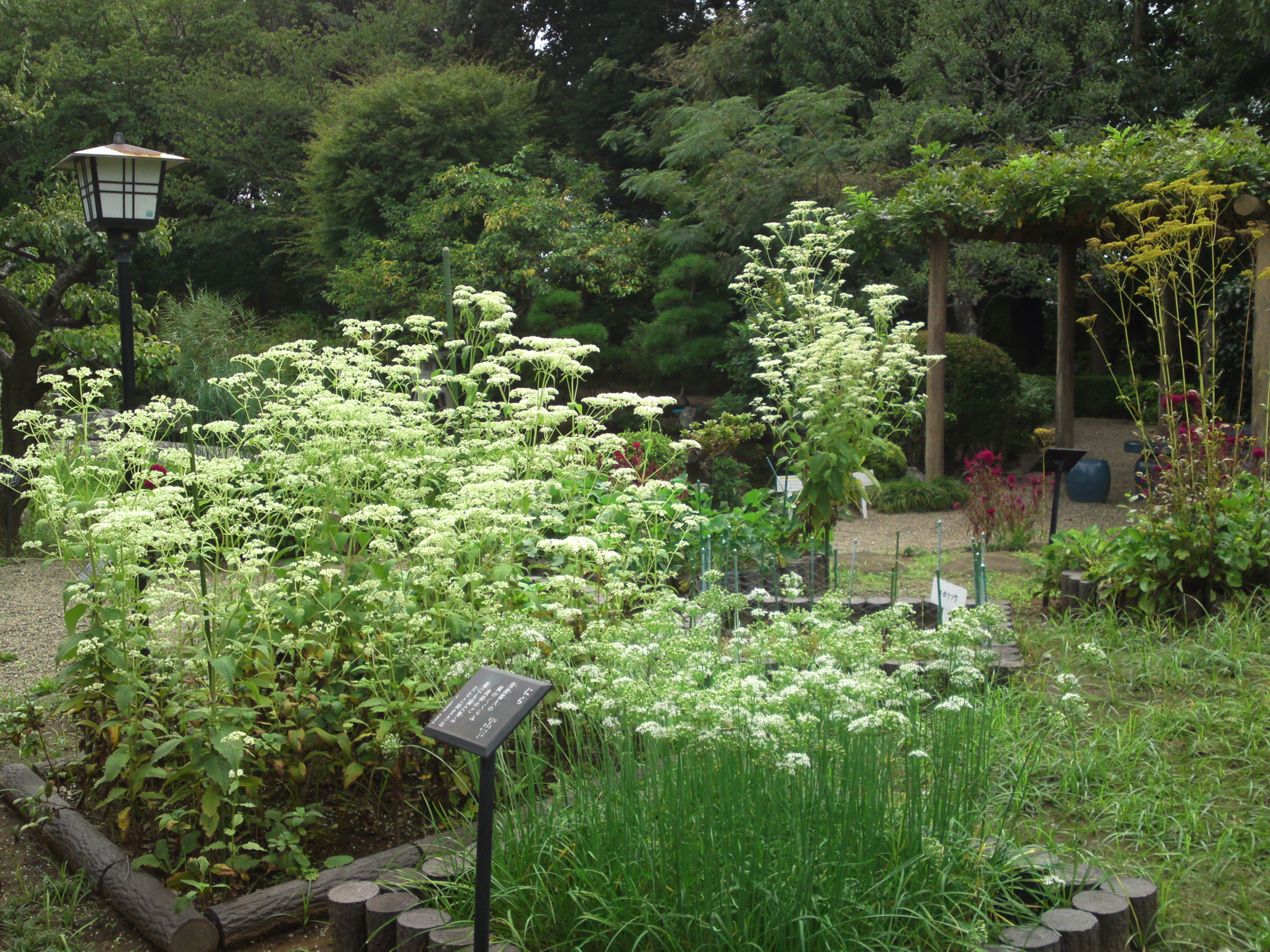 2018年万葉植物園に咲くニラの花１