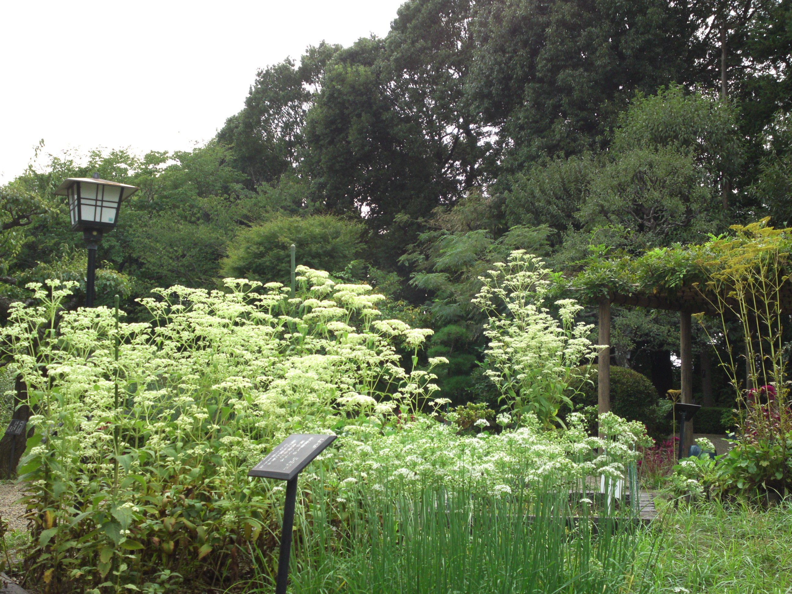 2018年万葉植物園に咲くニラの花２