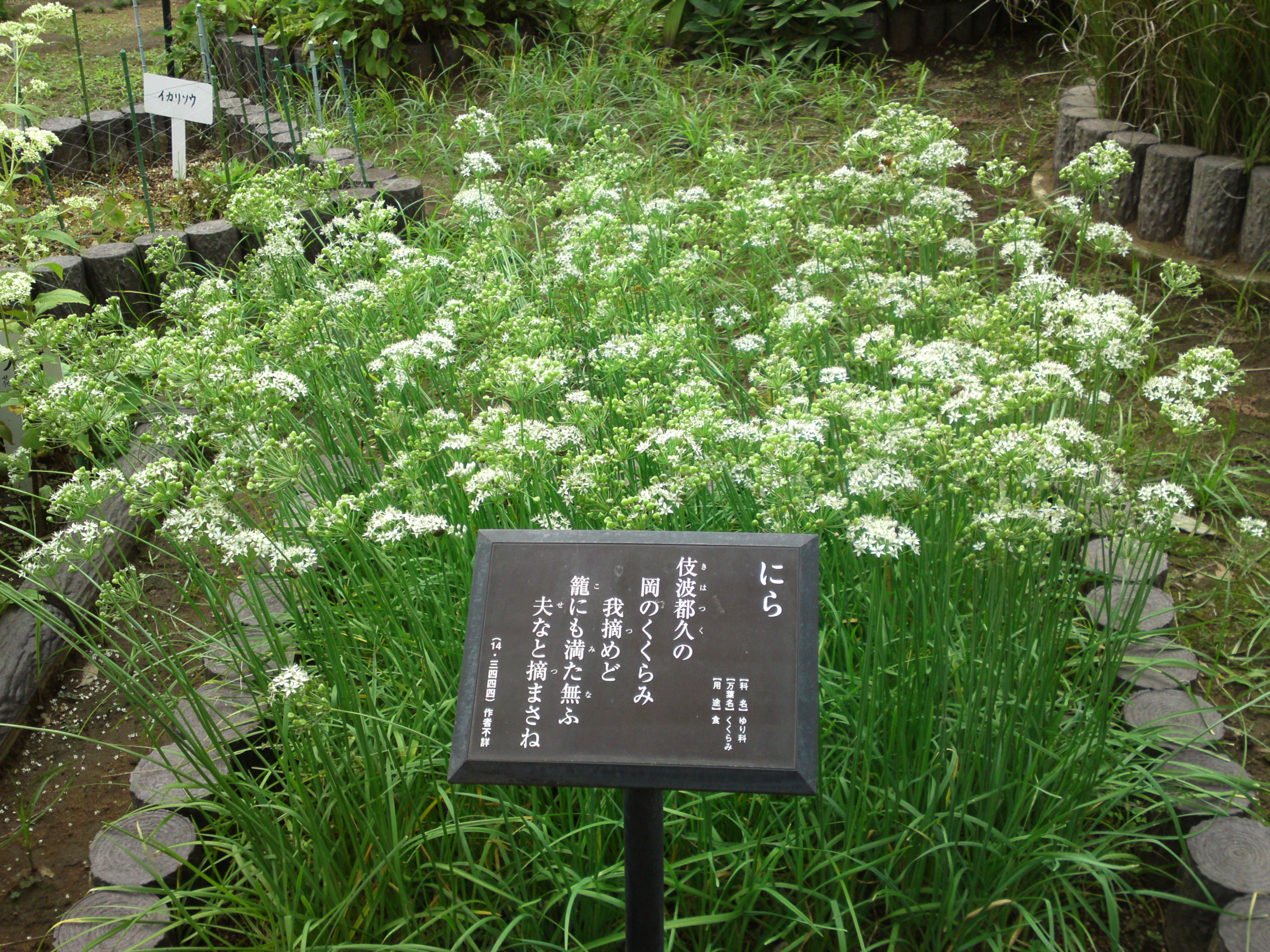 2018年万葉植物園に咲くニラの花３