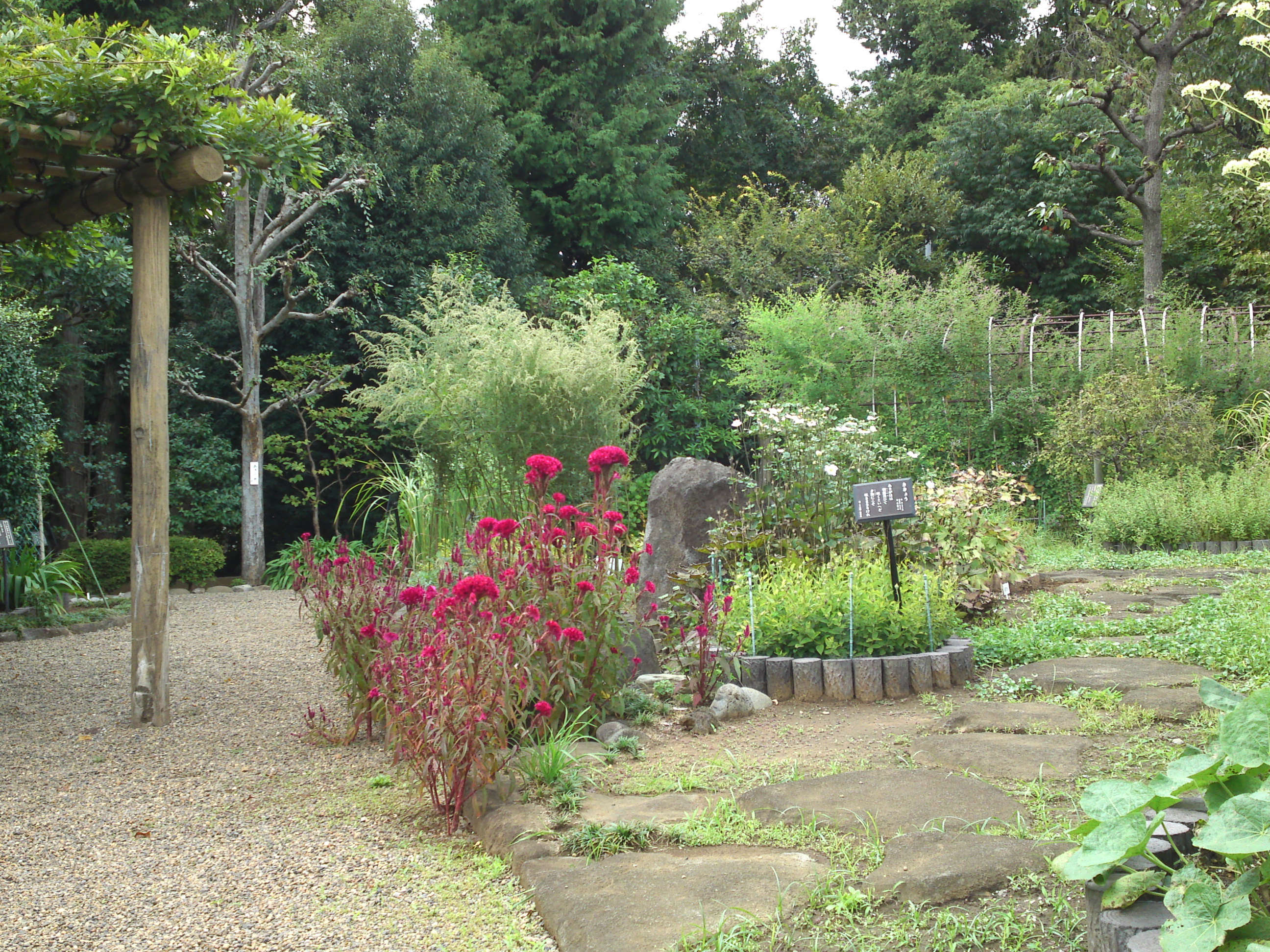 2018年万葉植物園に咲くケイトウの花１