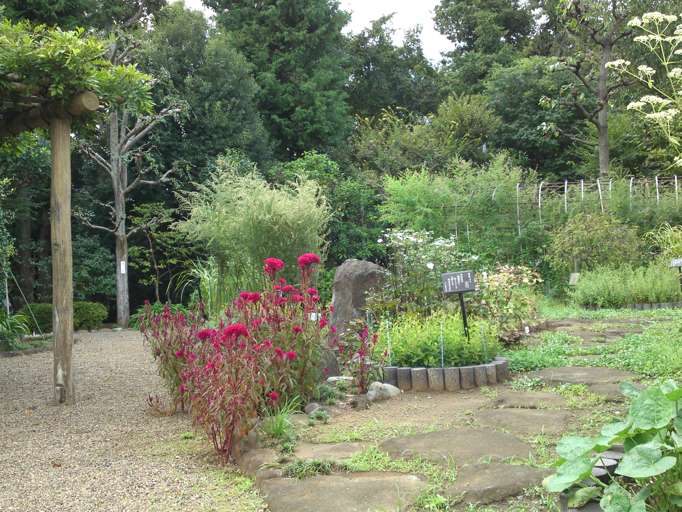 2018年万葉植物園に咲くケイトウの花２