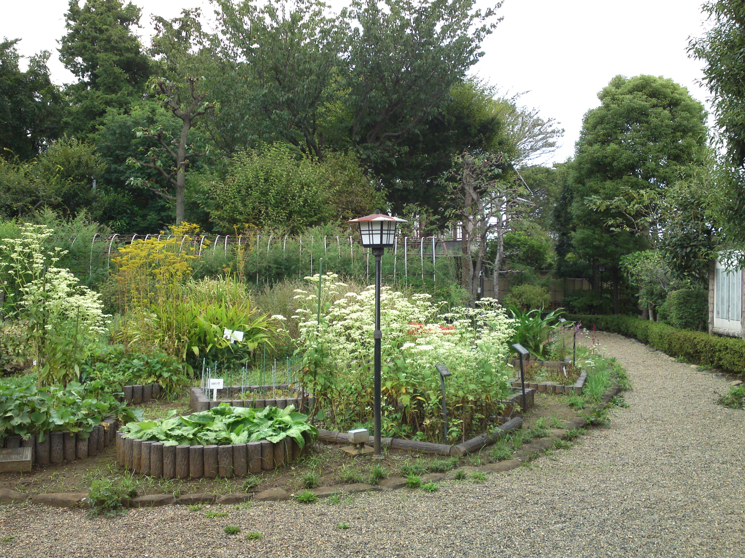 2018年万葉植物園の秋に咲く花々