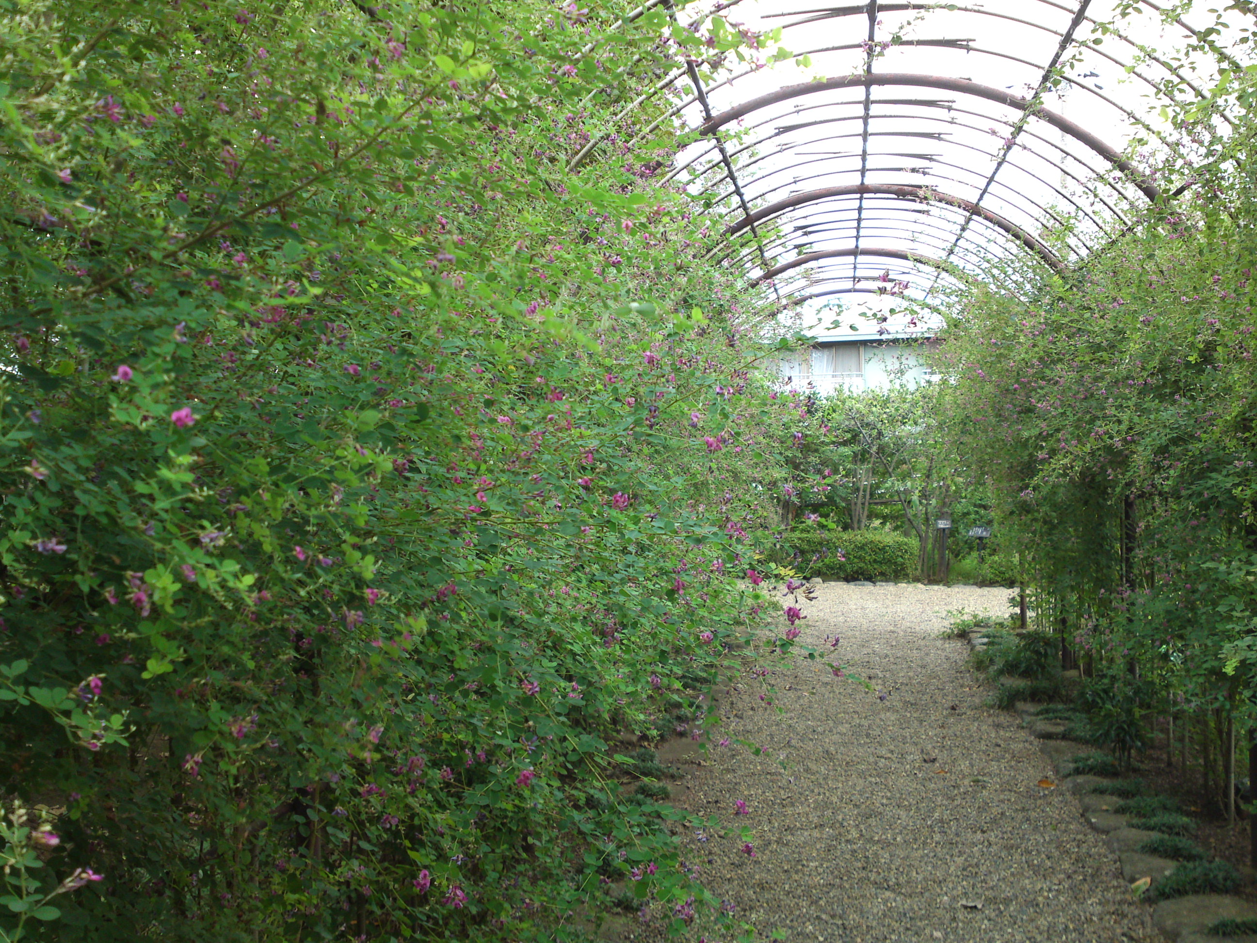 2018年万葉植物園に咲く萩の花１