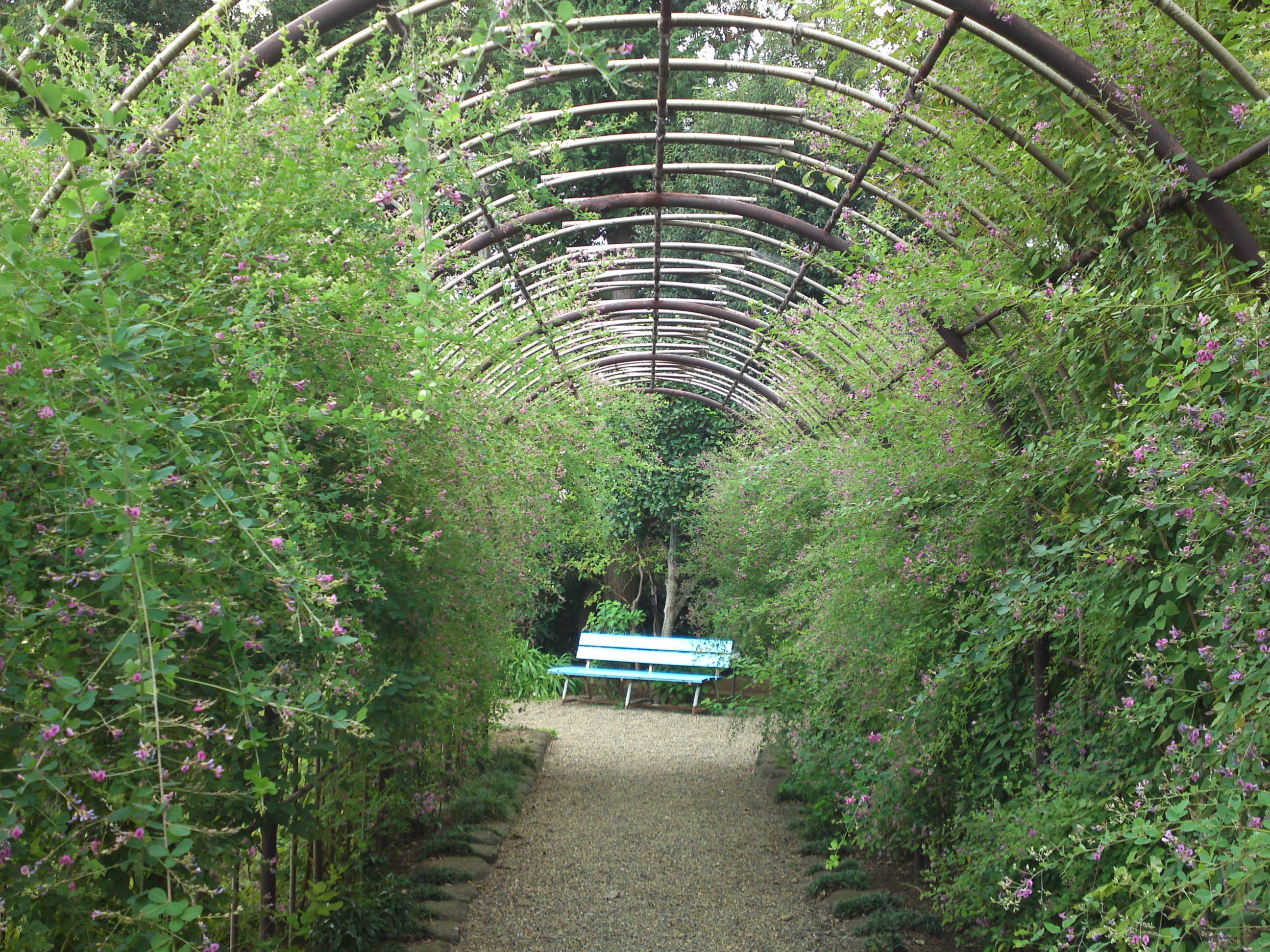 2018年万葉植物園に咲く萩の花２