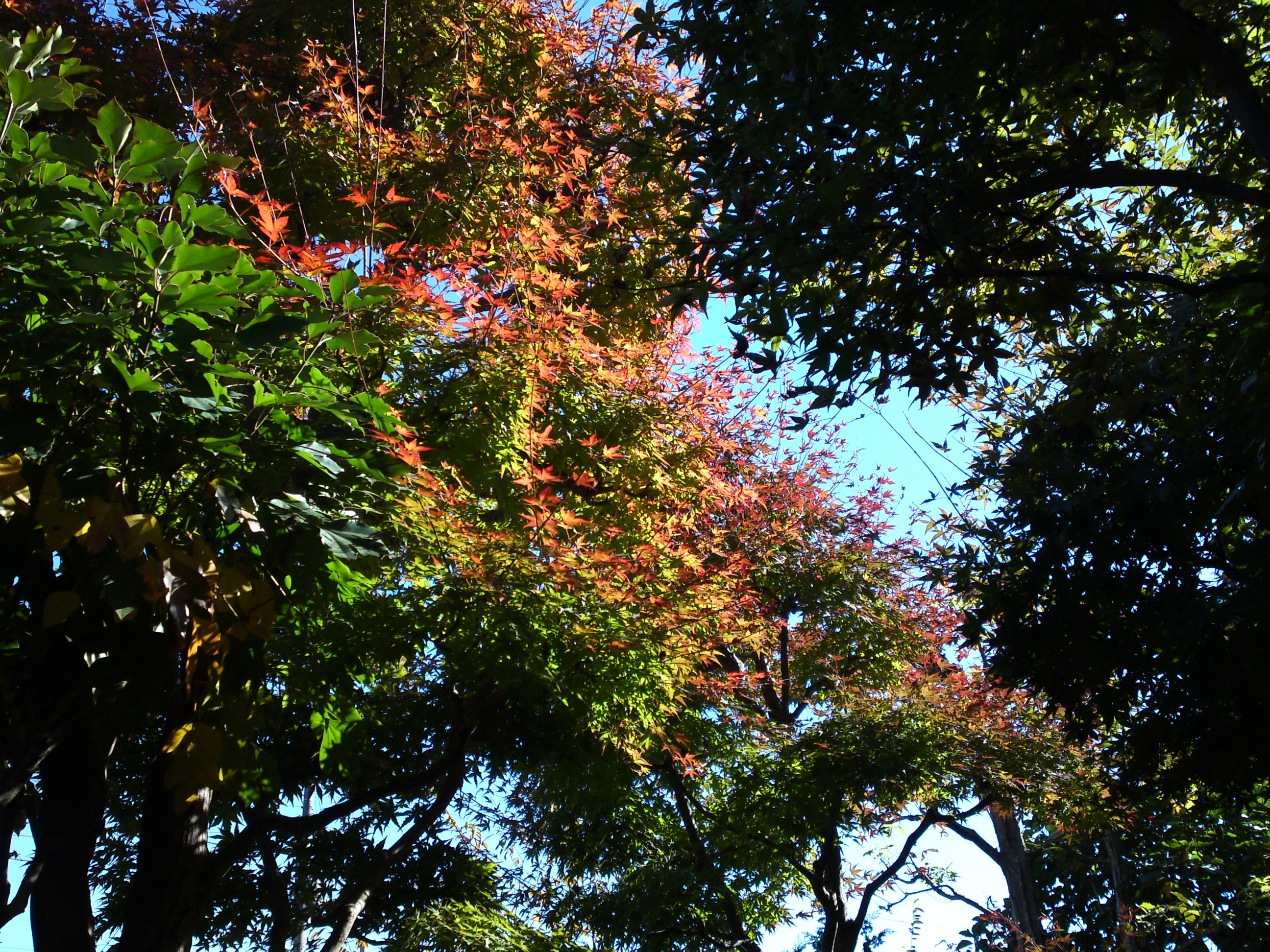 2018年万葉植物園の紅葉１