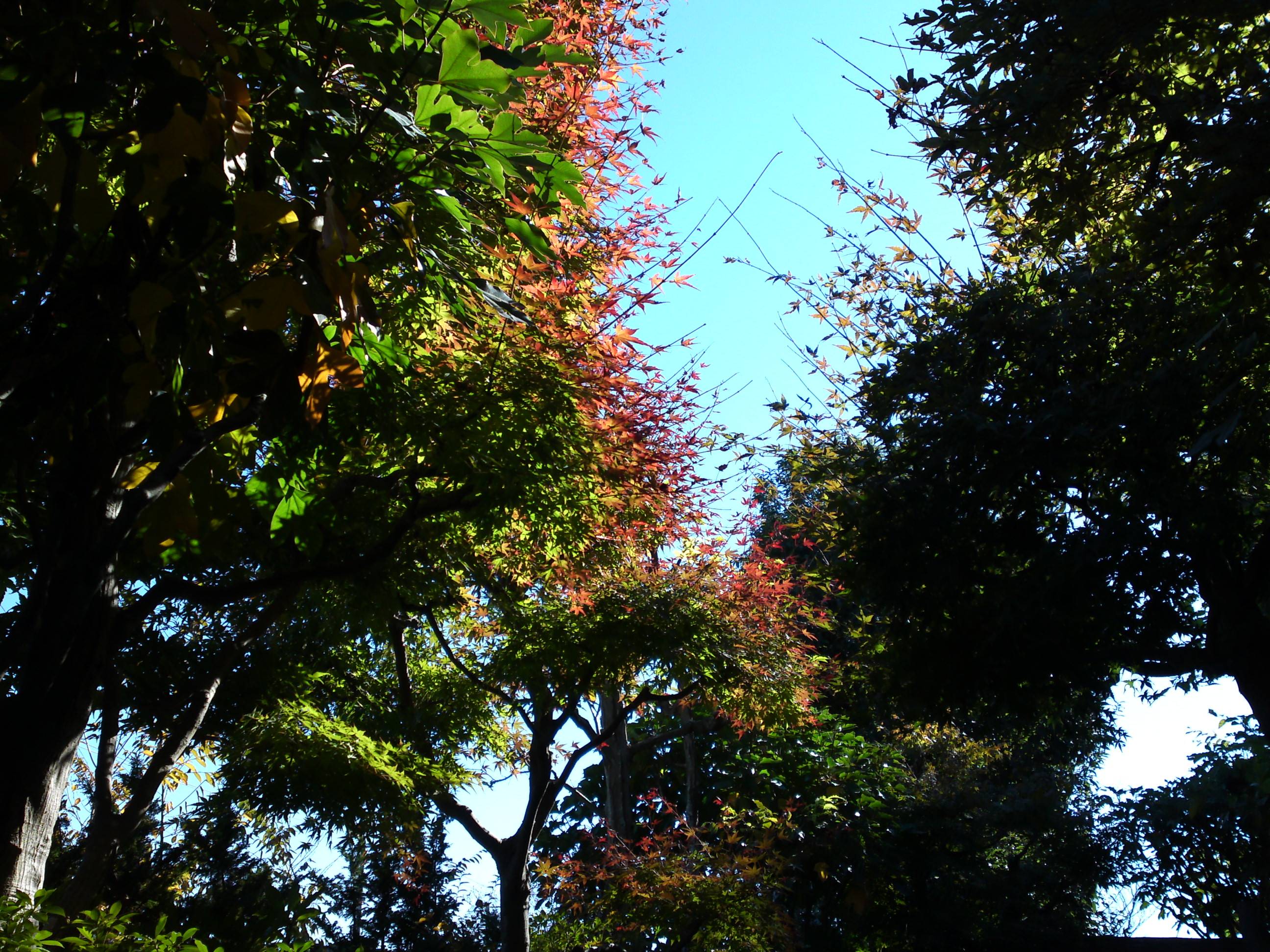 2018年万葉植物園の紅葉２