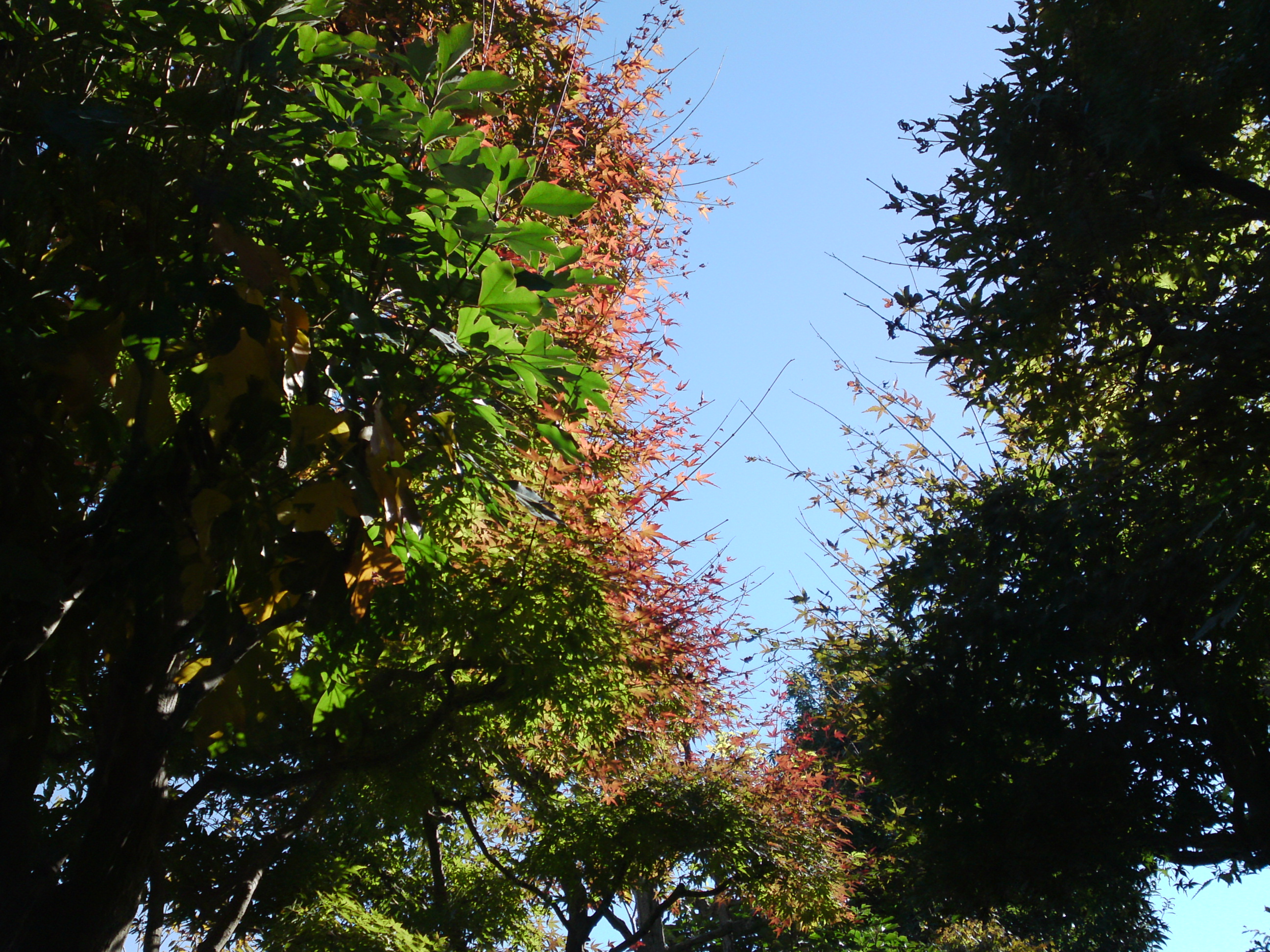 2018年万葉植物園の紅葉３