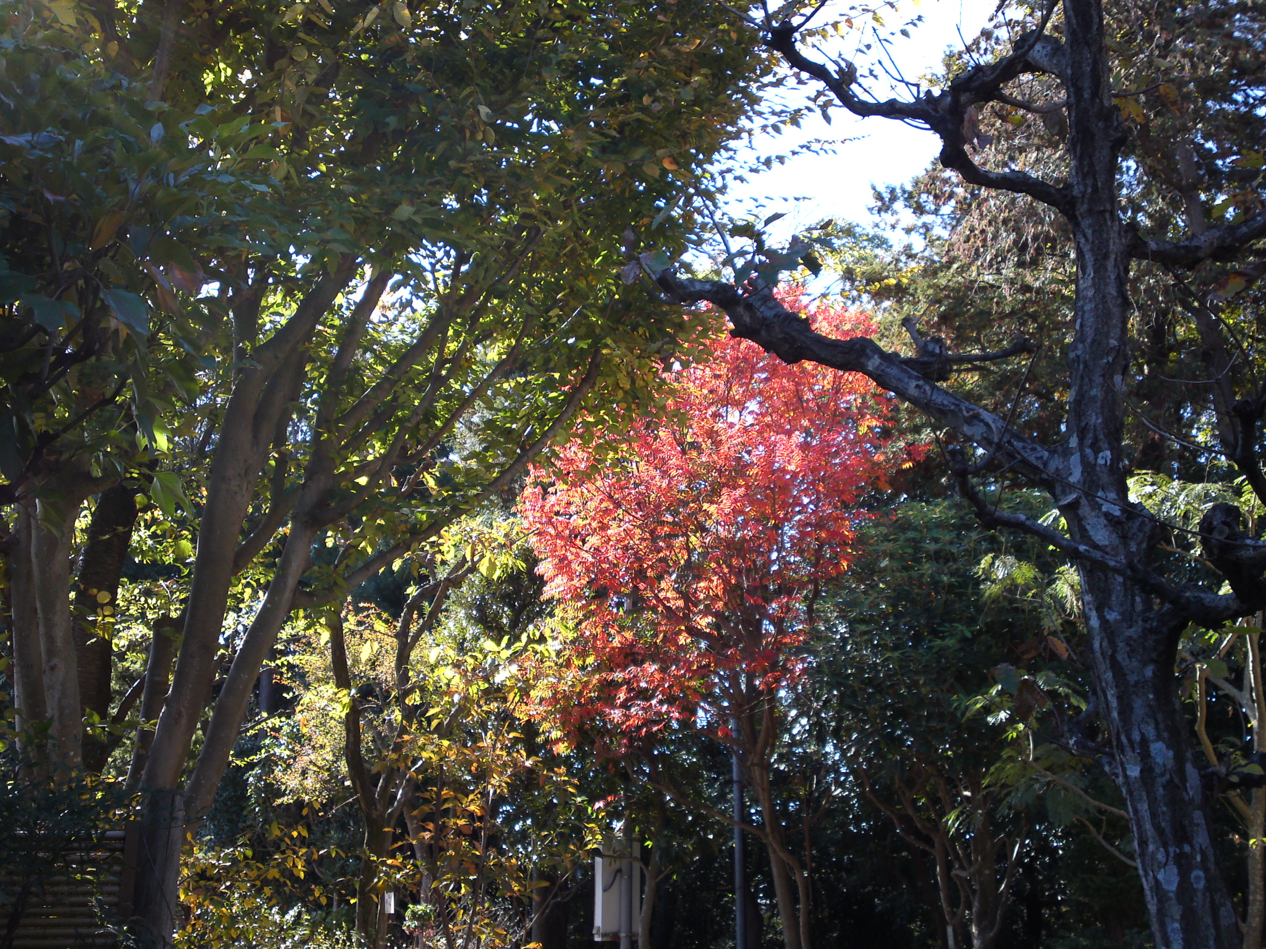 2018年万葉植物園の紅葉４