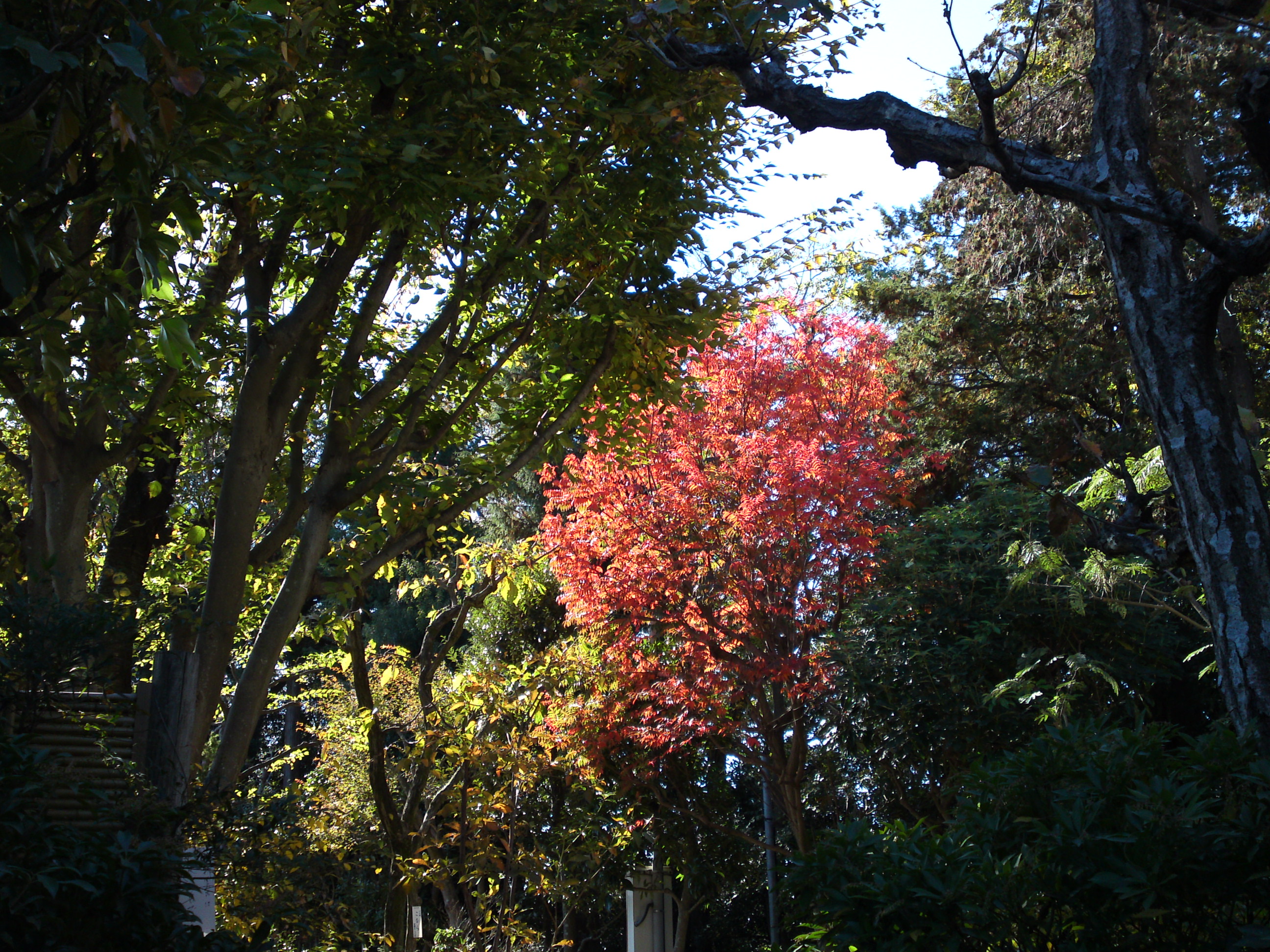 2018年万葉植物園の紅葉５