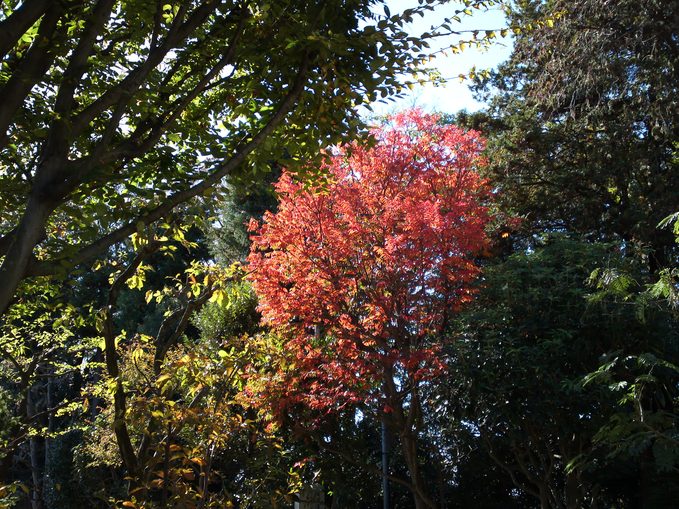 2018年万葉植物園の紅葉６