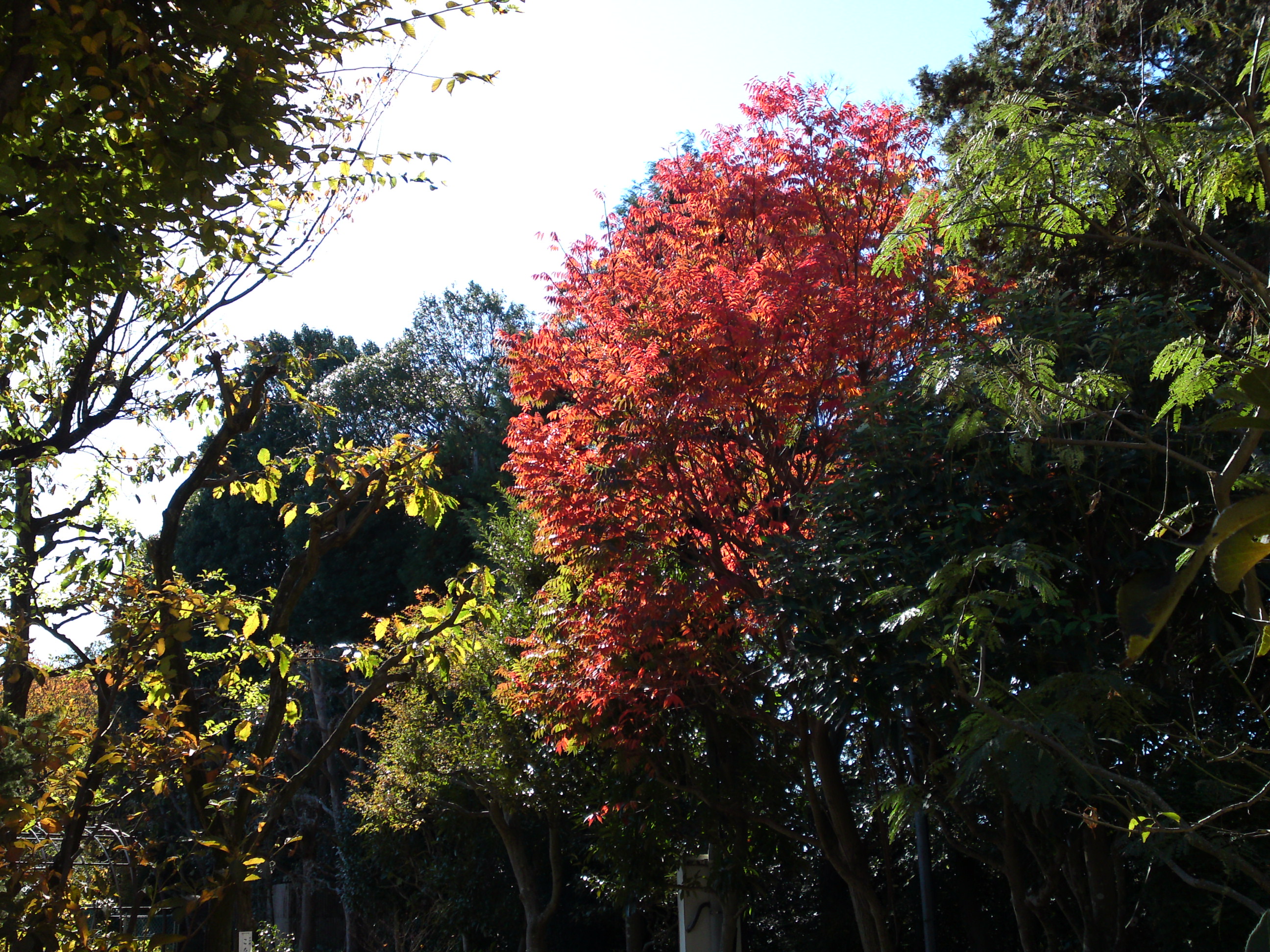 2018年万葉植物園の紅葉７