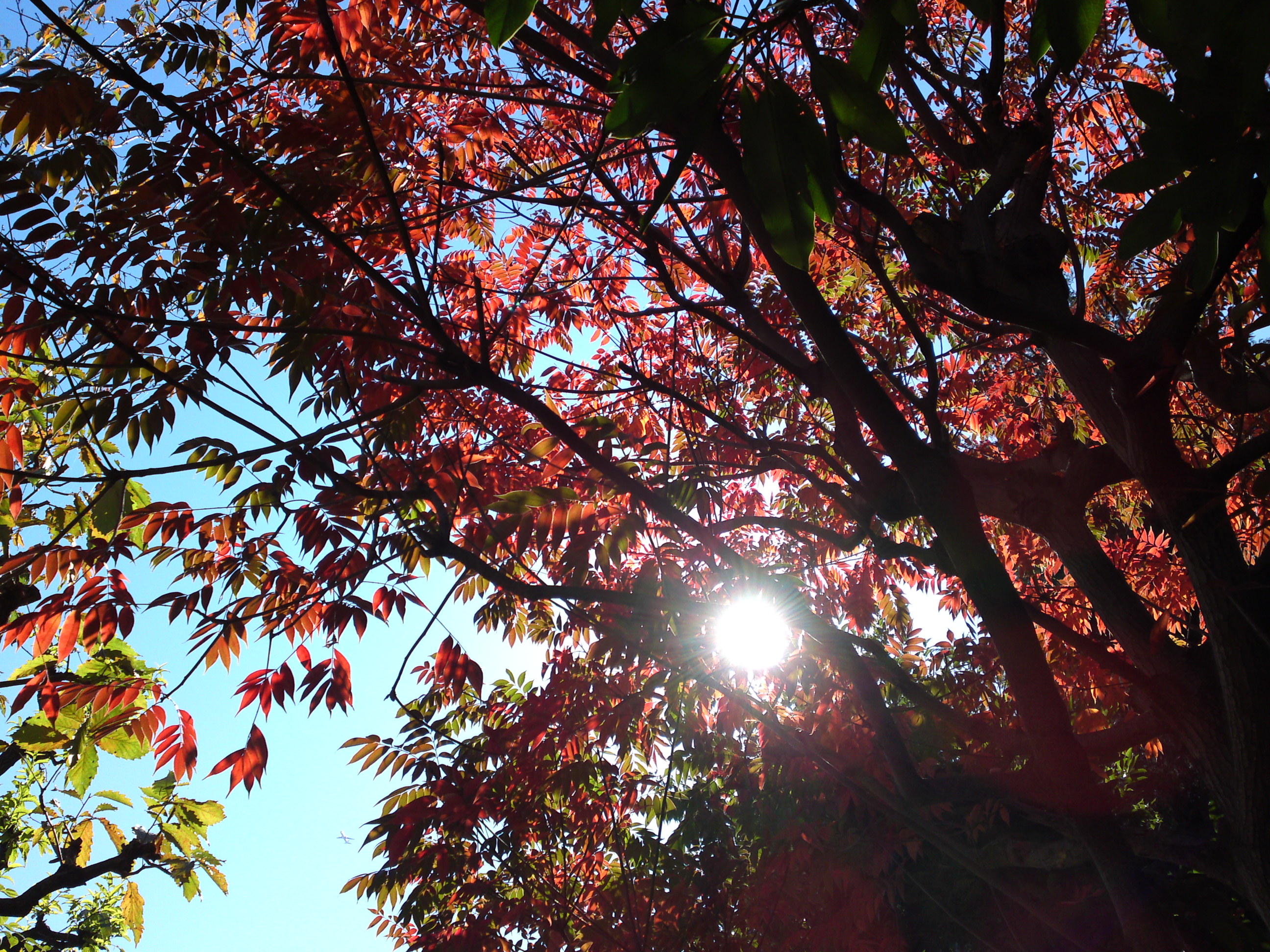 2018年万葉植物園の紅葉８