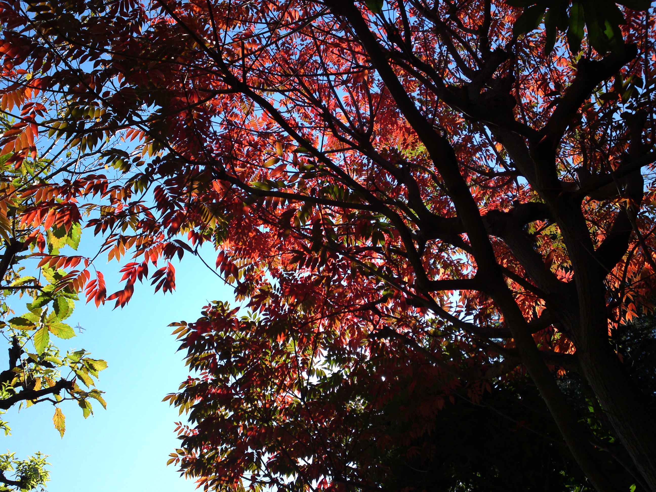 2018年万葉植物園の紅葉９