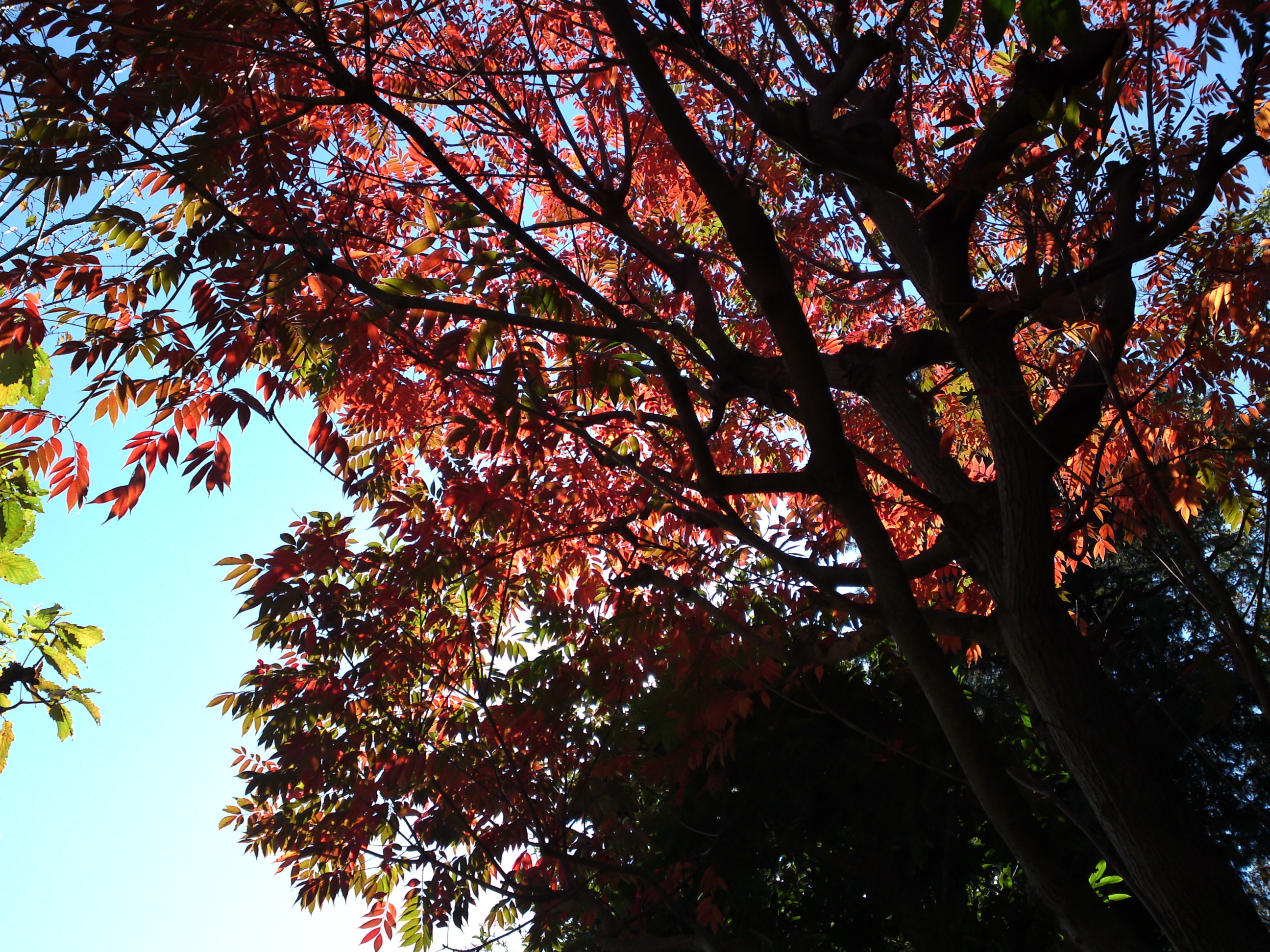 2018年万葉植物園の紅葉１０