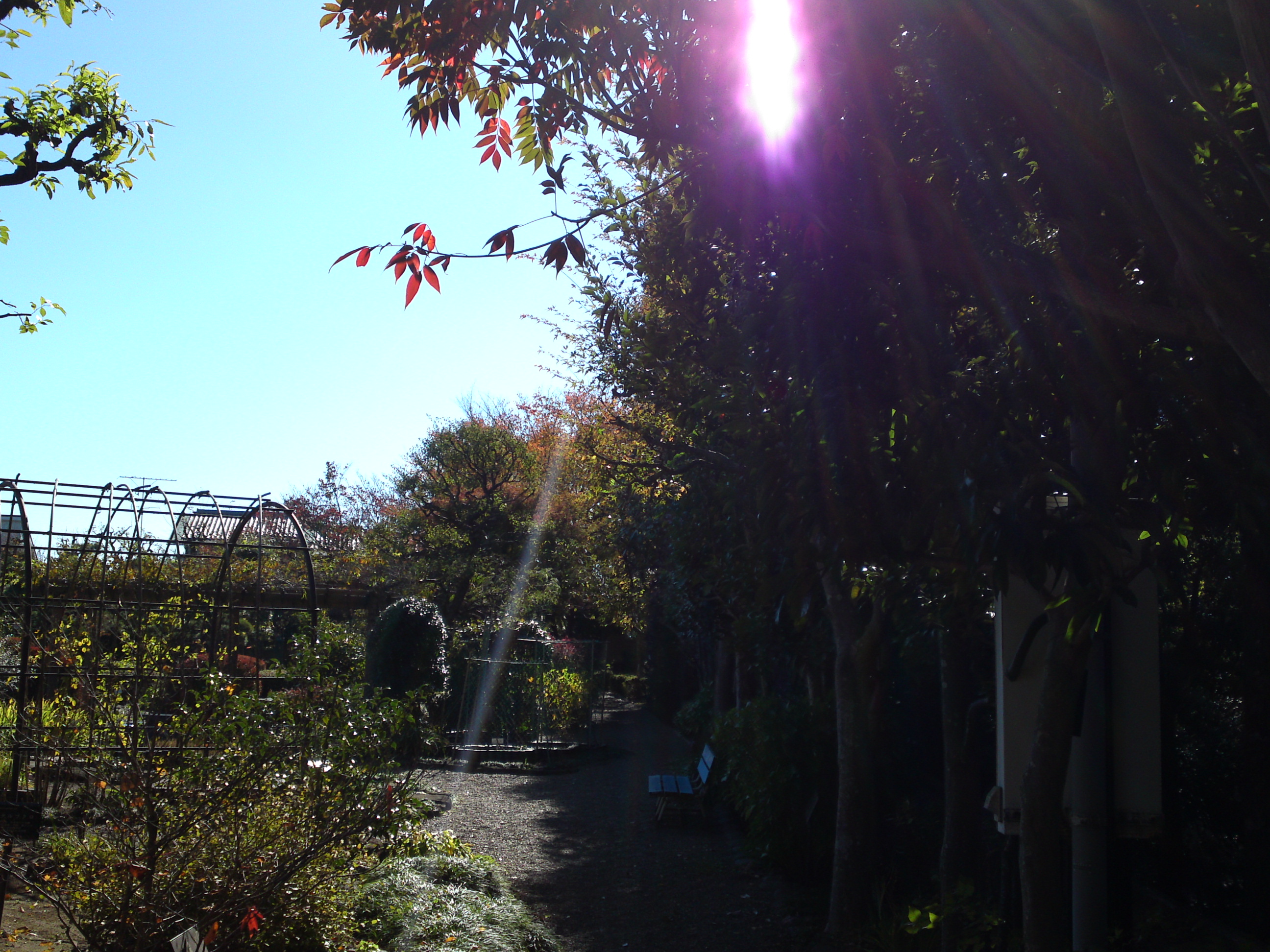 2018年万葉植物園の紅葉１１