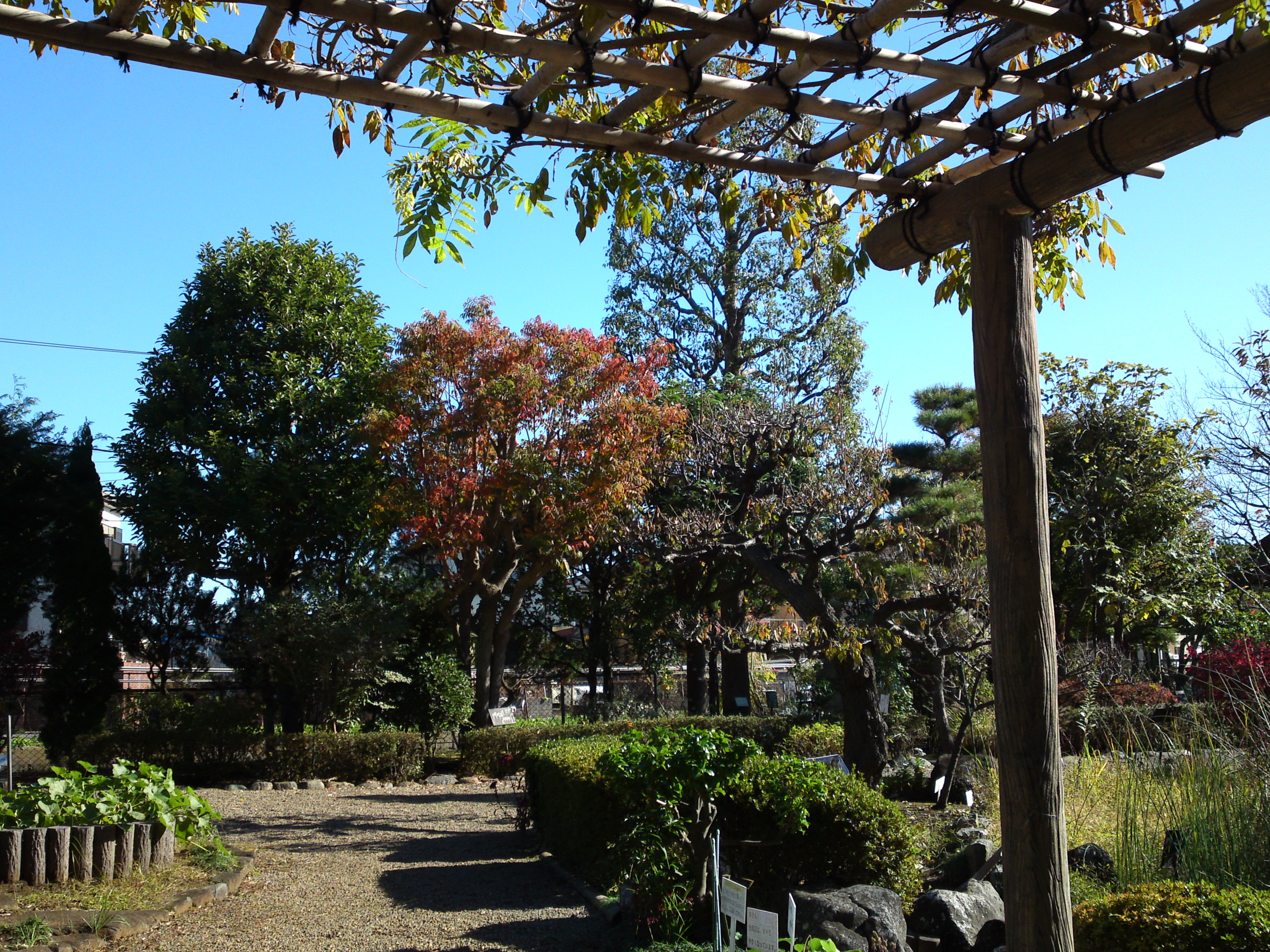 2018年万葉植物園の紅葉１２