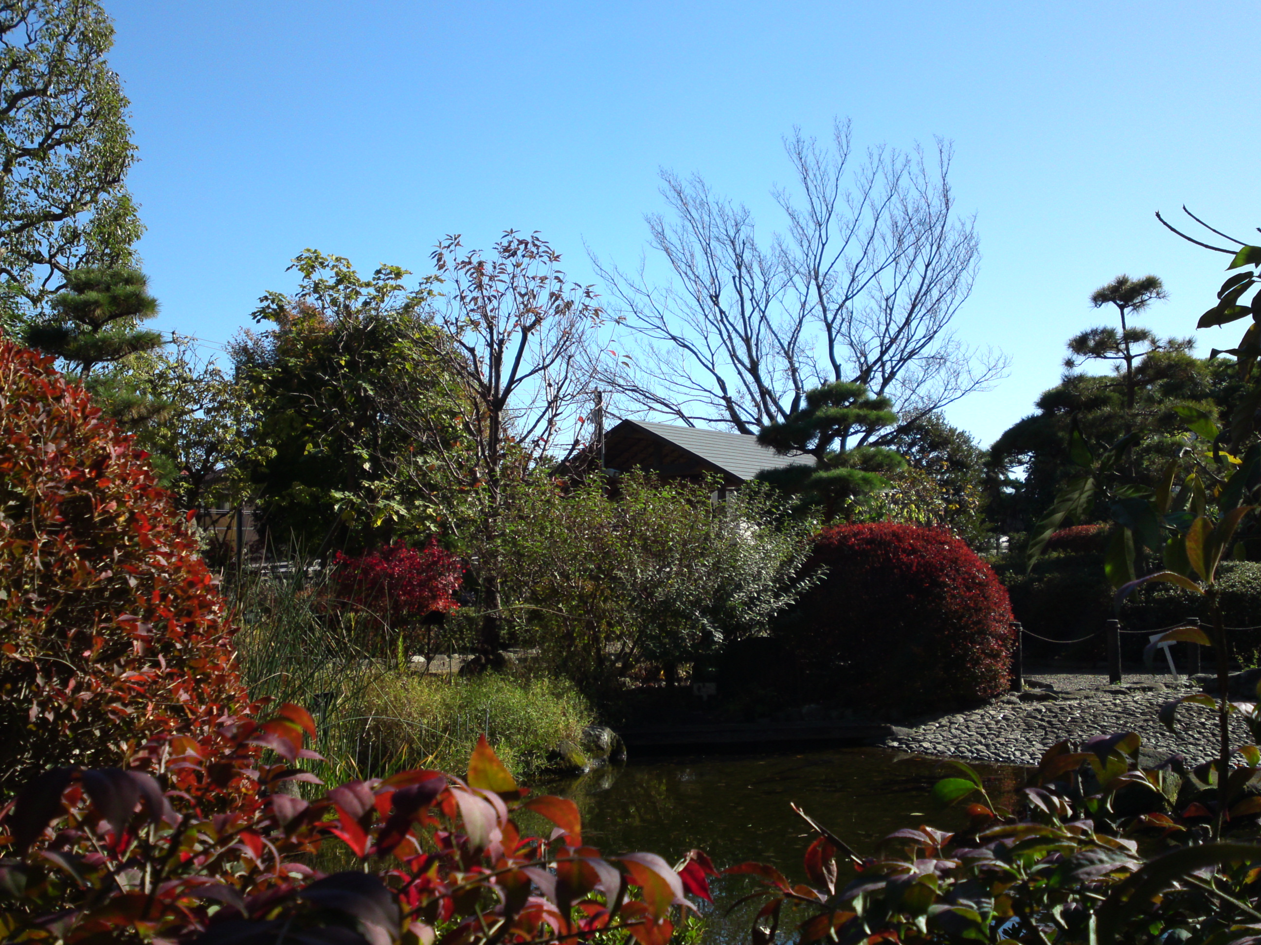 2018年万葉植物園の紅葉１４