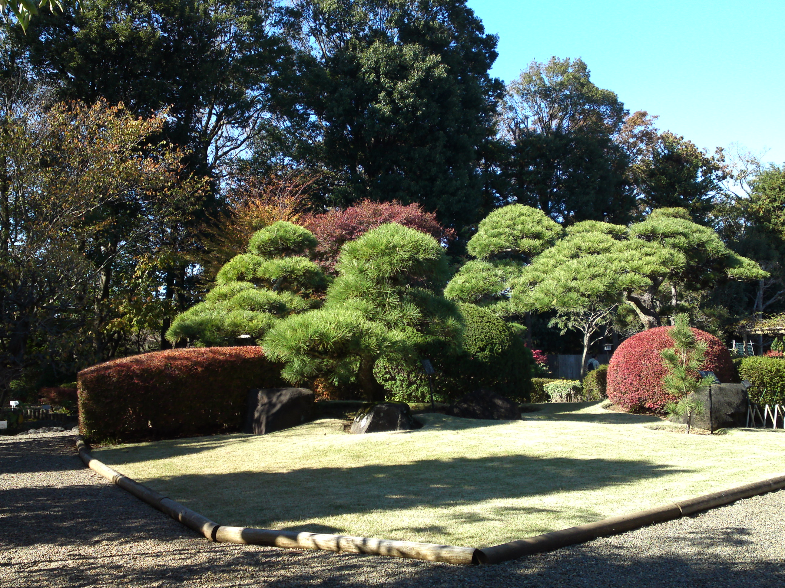 2018年万葉植物園の紅葉１７