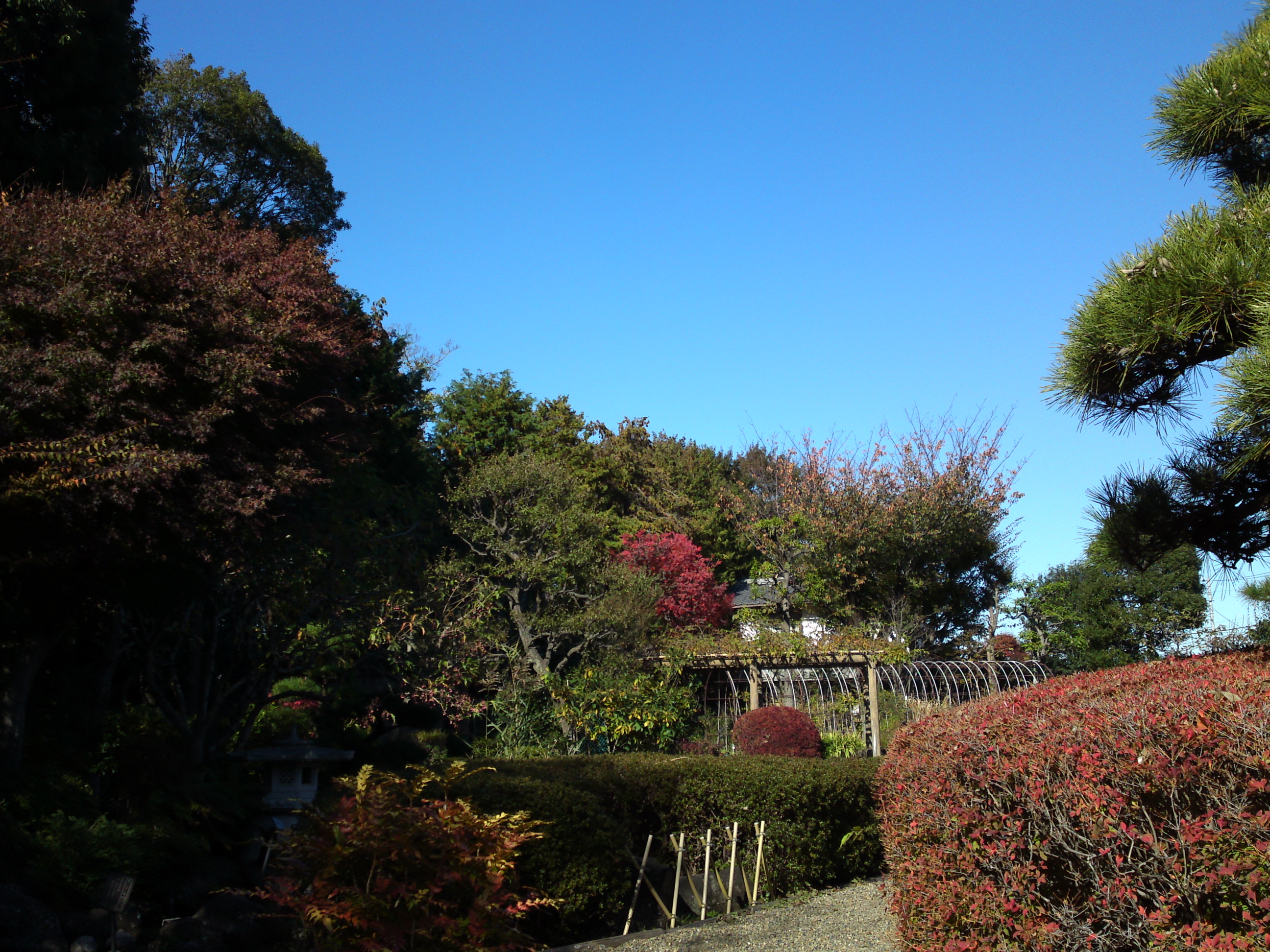 2018年万葉植物園の紅葉１８