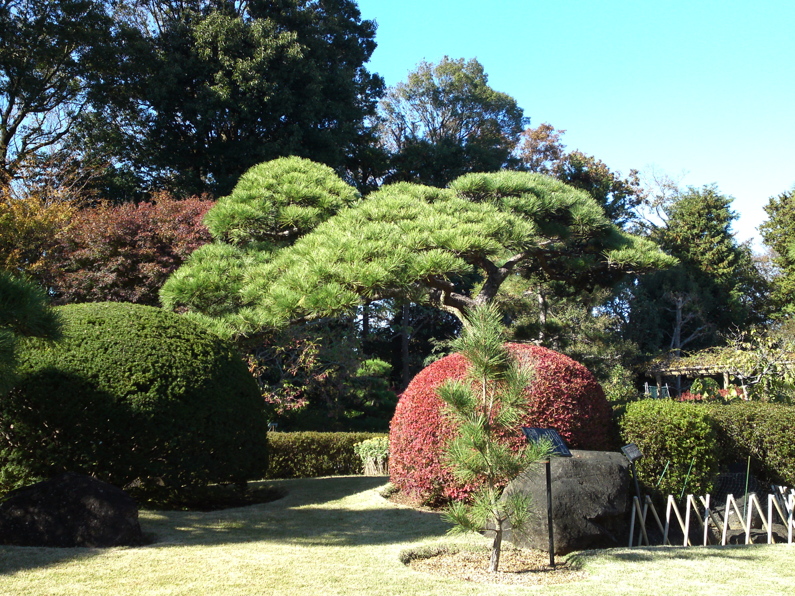 2018年万葉植物園の紅葉１９