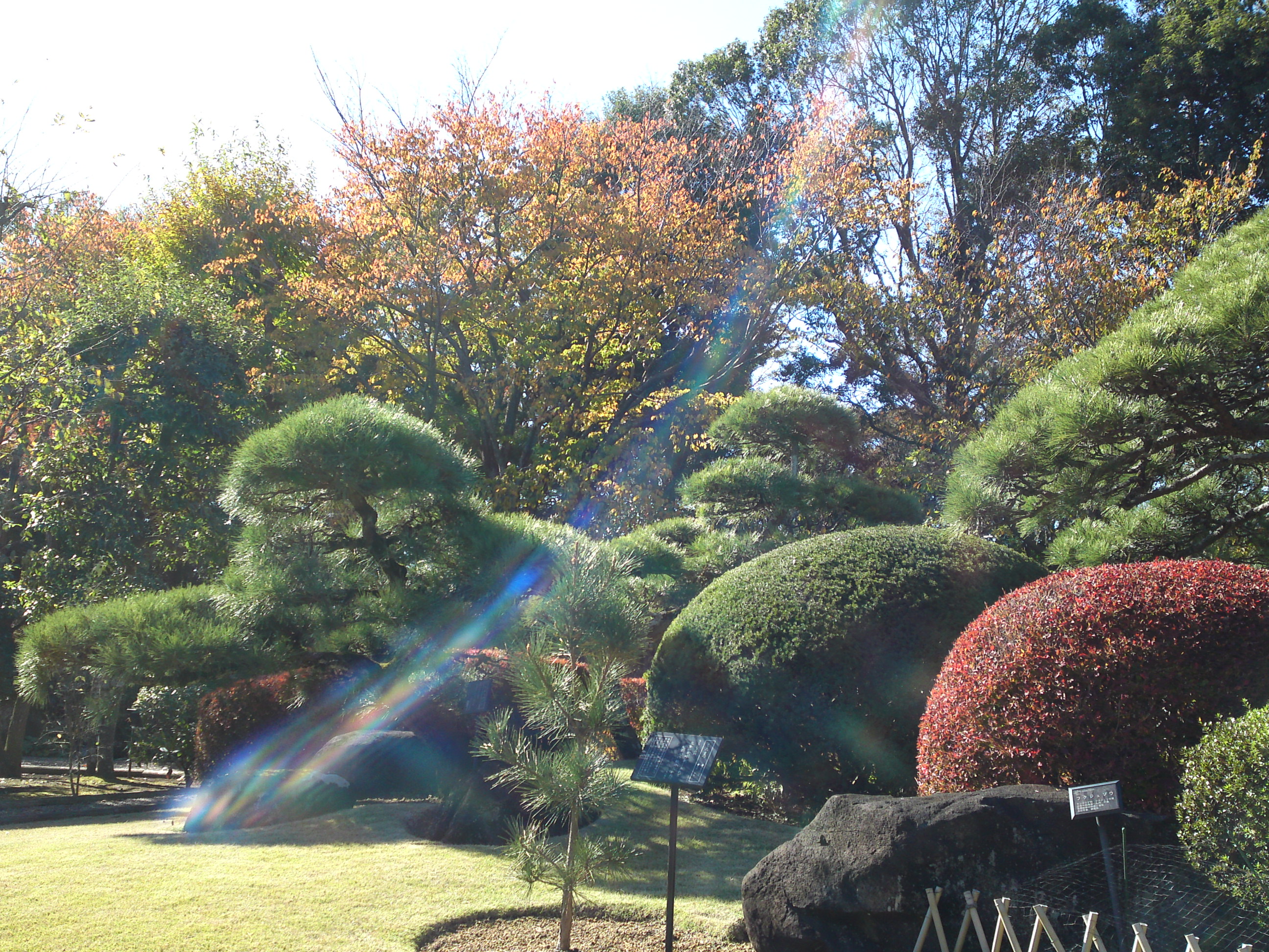 2018年万葉植物園の紅葉２０