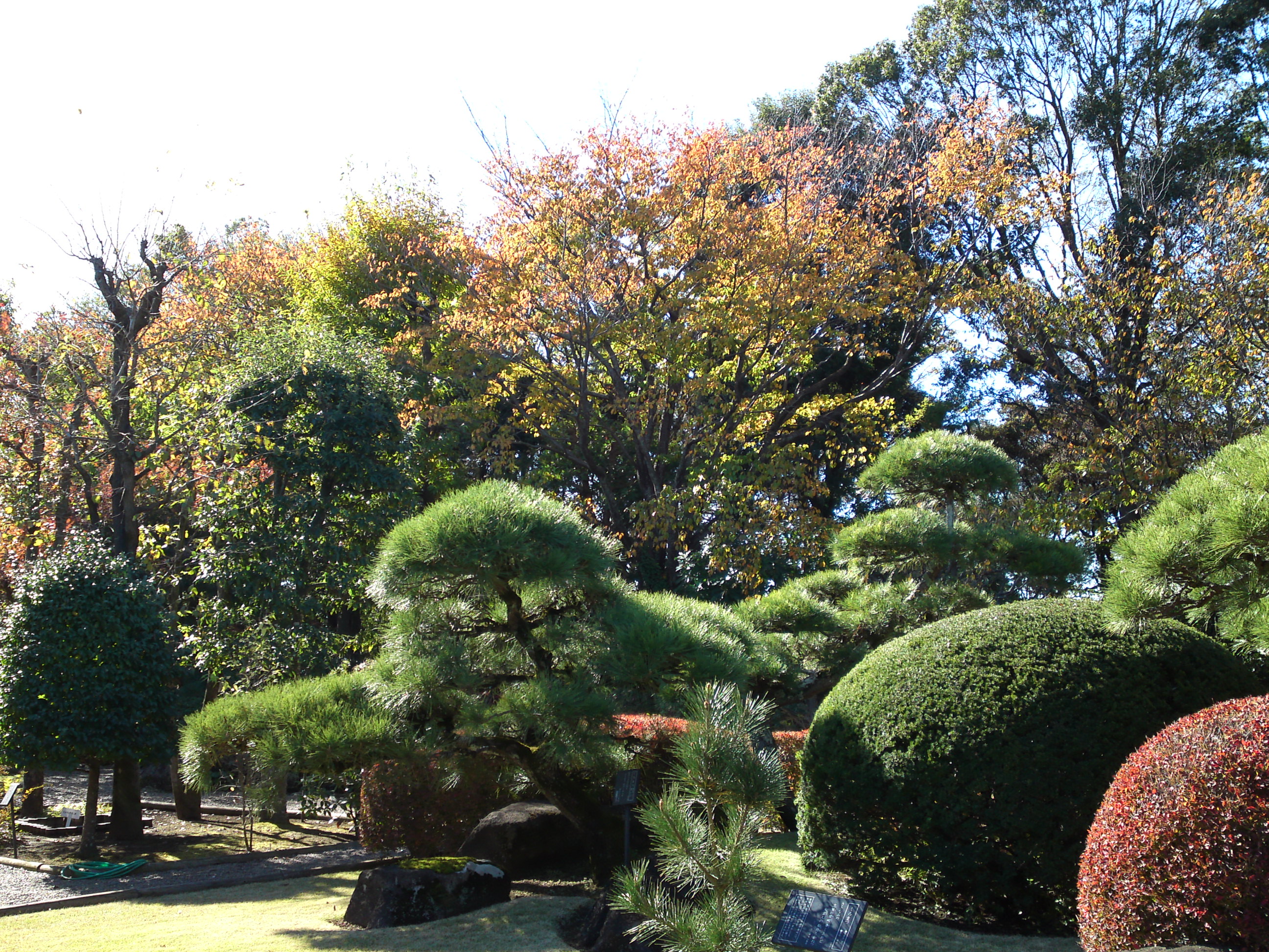 2018年万葉植物園の紅葉２１