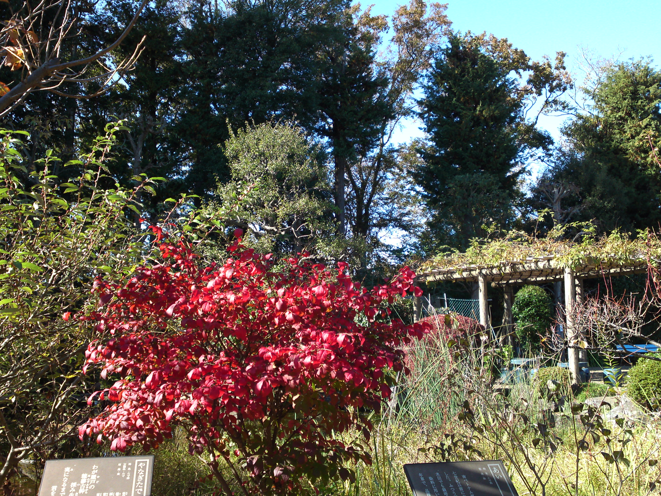 2018年万葉植物園の紅葉２２