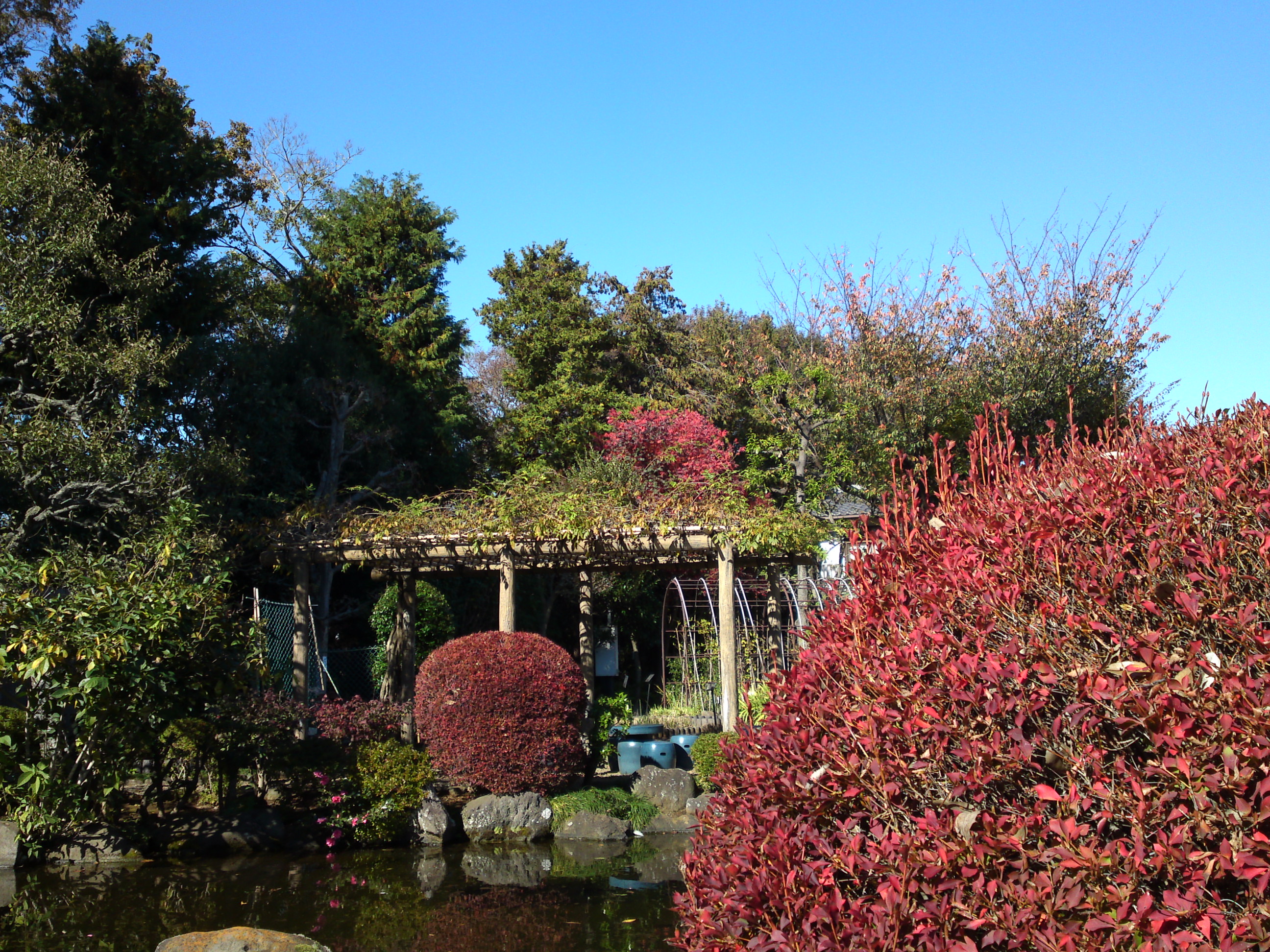 2018年万葉植物園の紅葉２３