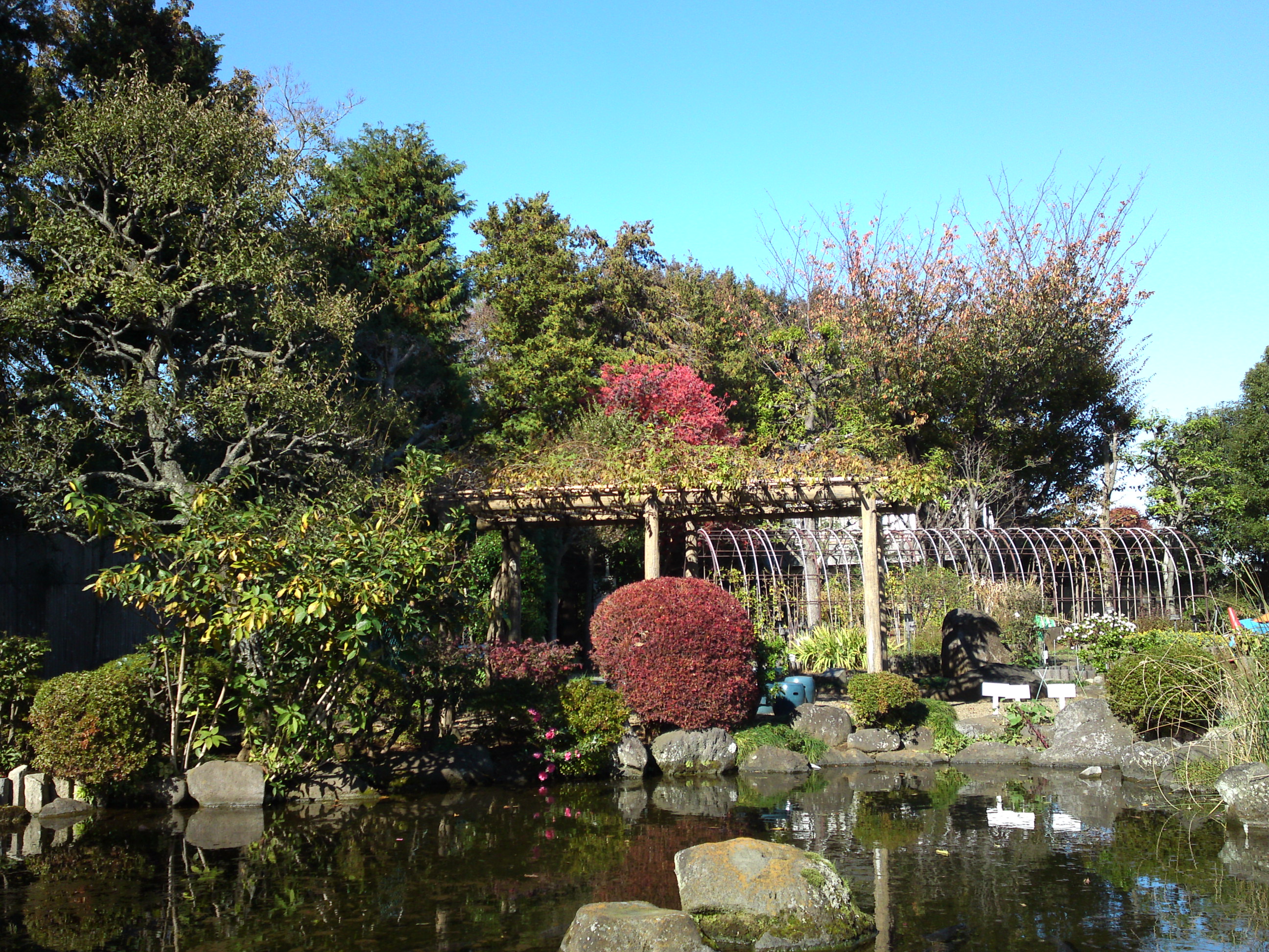 2018年万葉植物園の紅葉２４