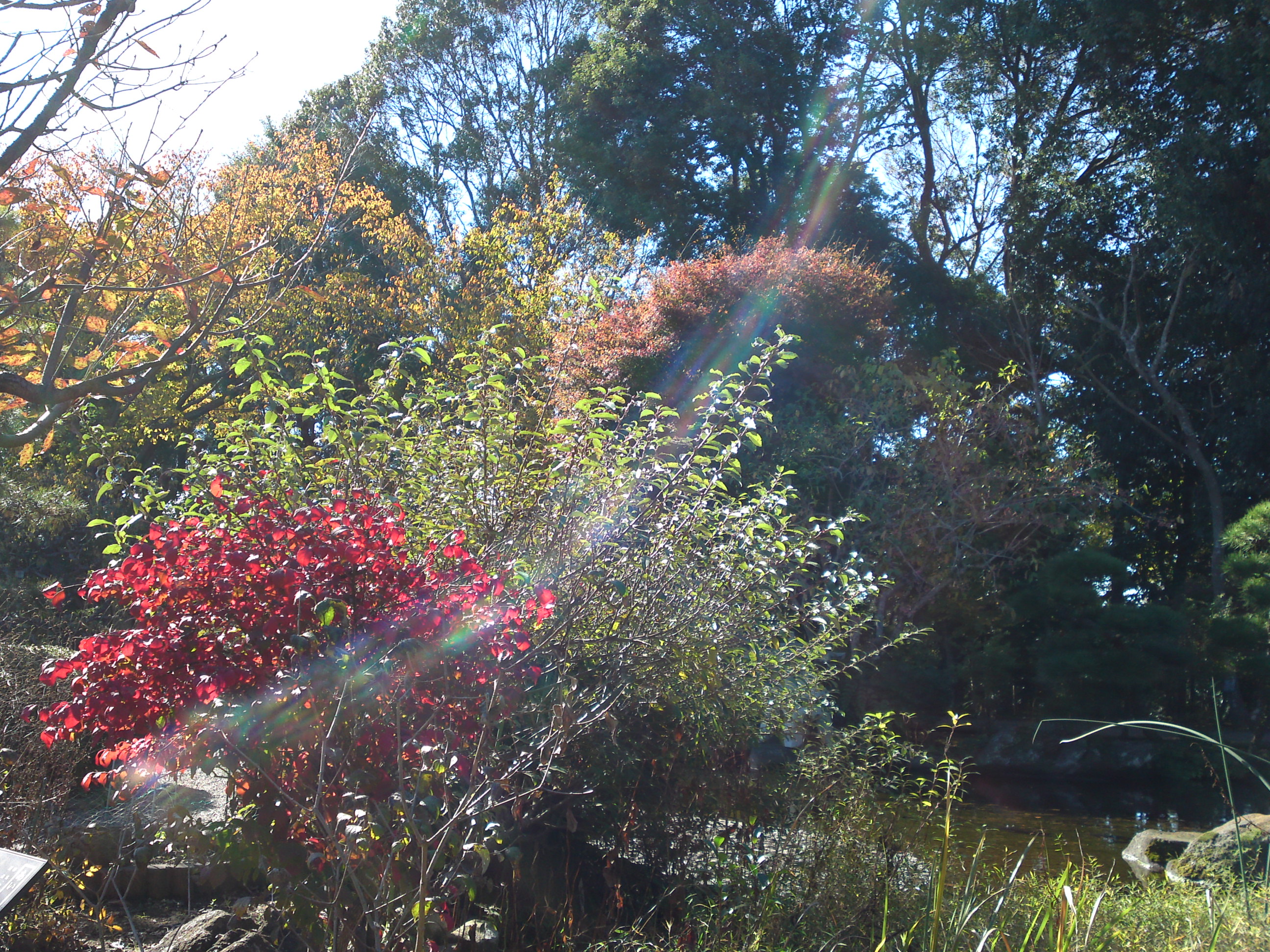 2018年万葉植物園の紅葉２５