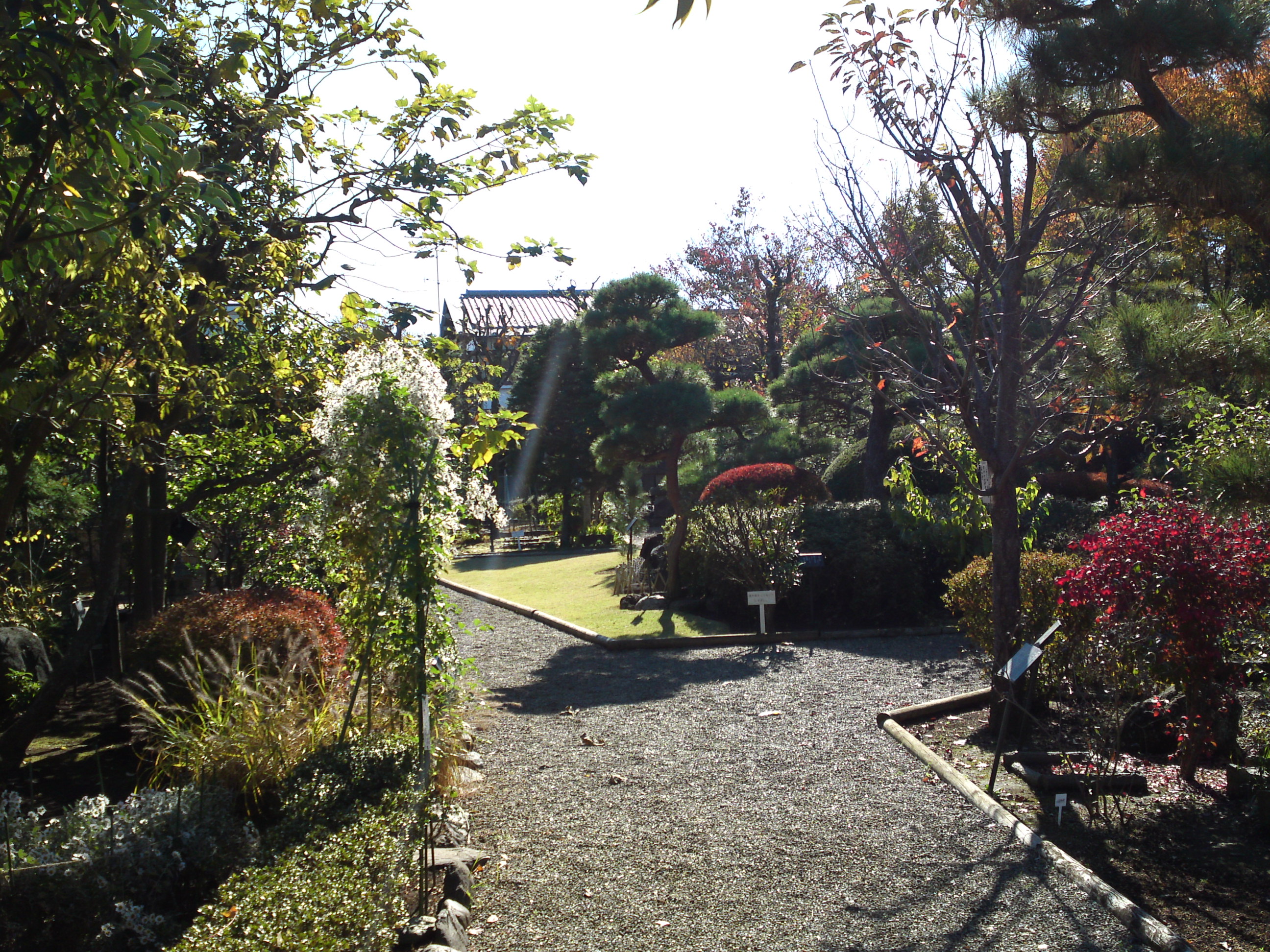 2018年万葉植物園の紅葉２７