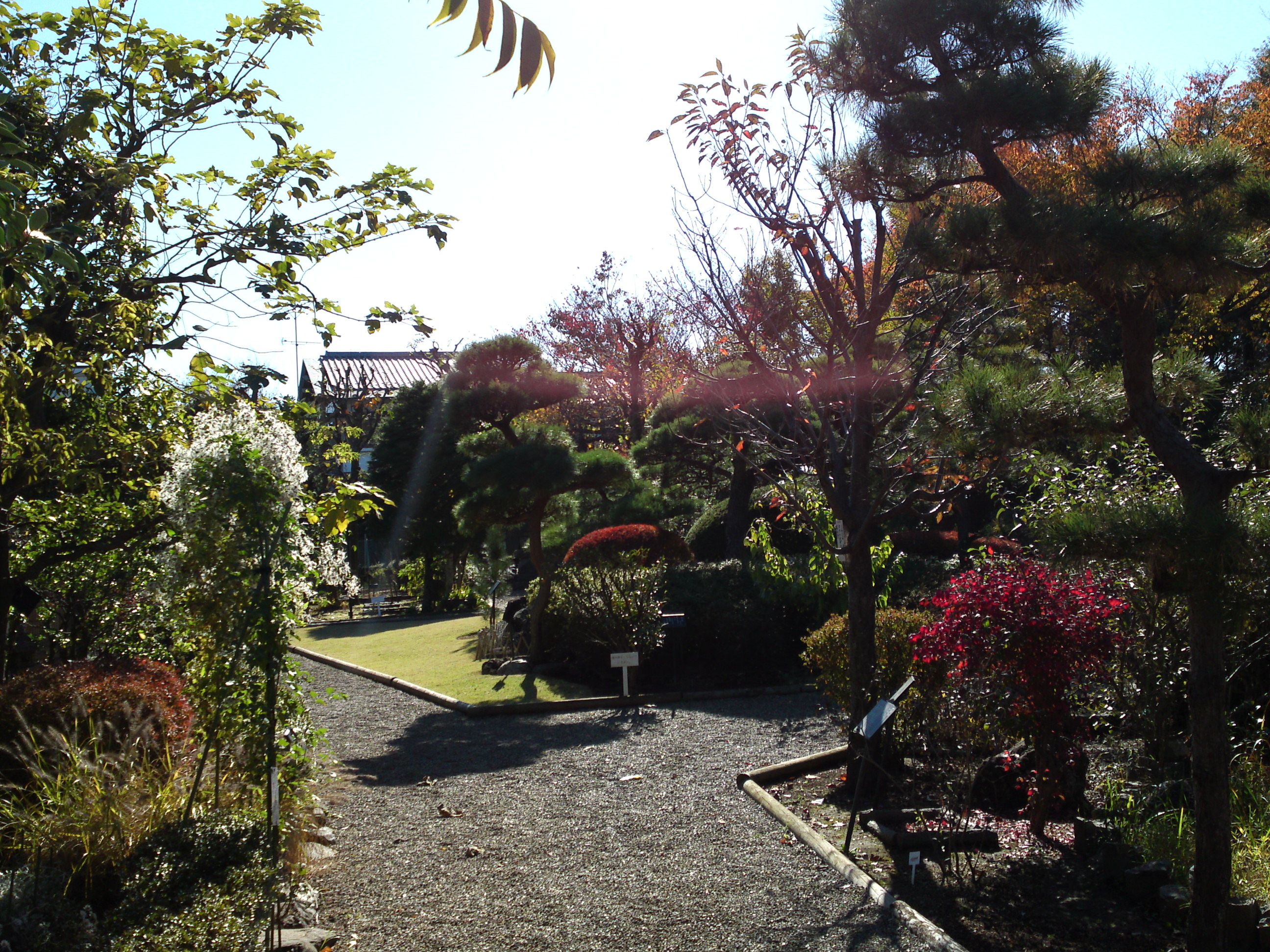 2018年万葉植物園の紅葉２８