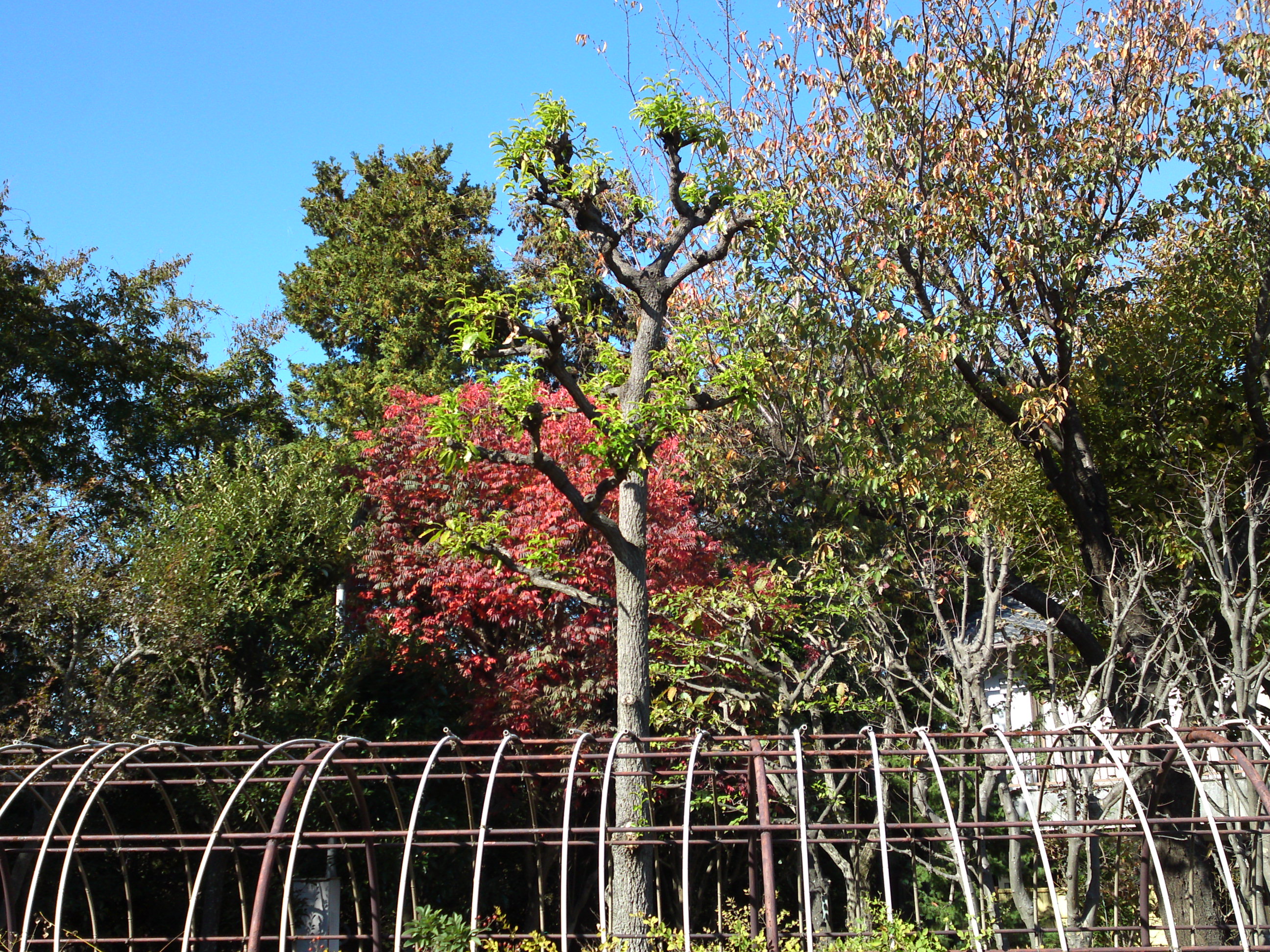 万葉植物園の紅葉１