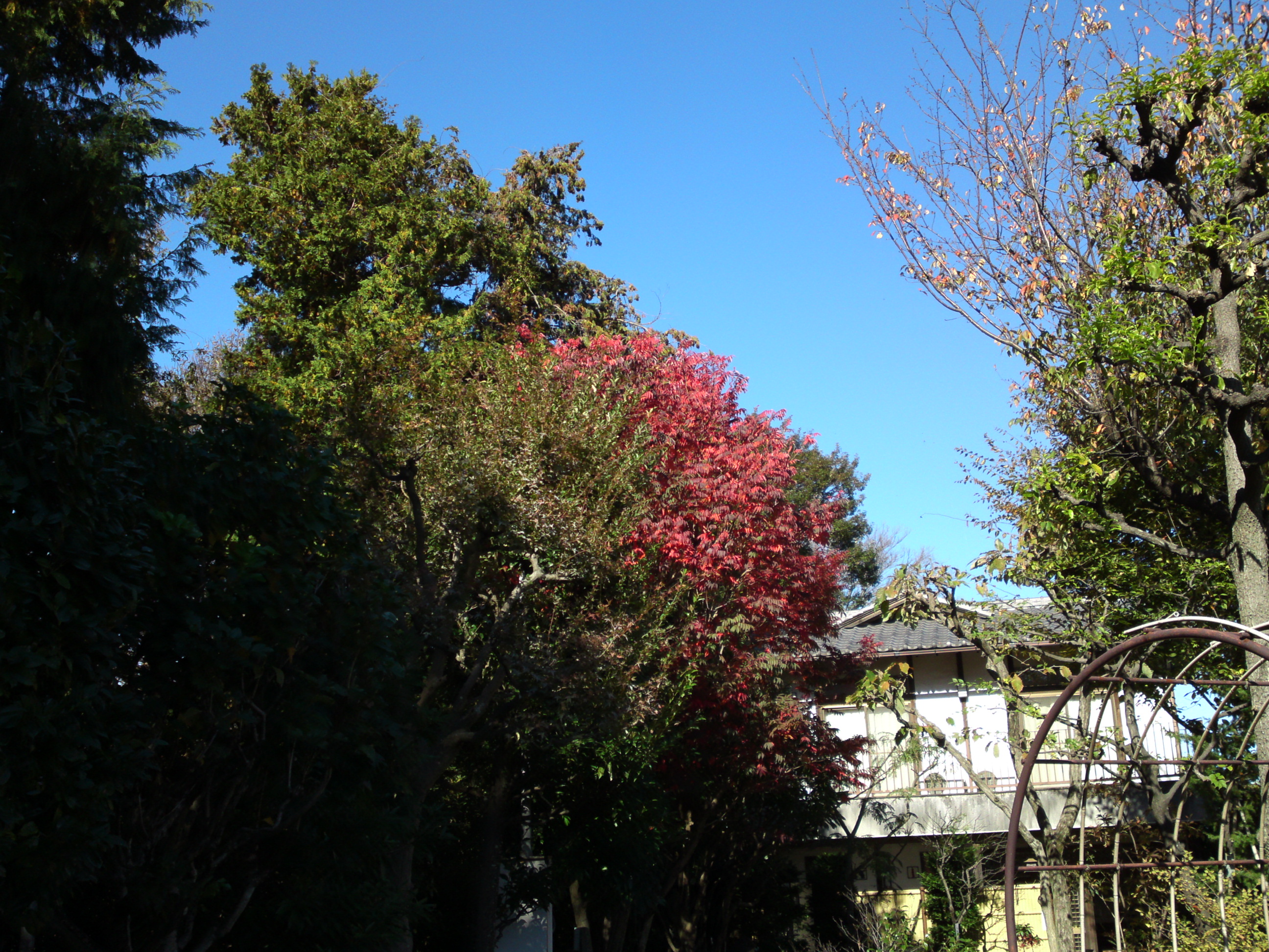 2018年万葉植物園の紅葉３０