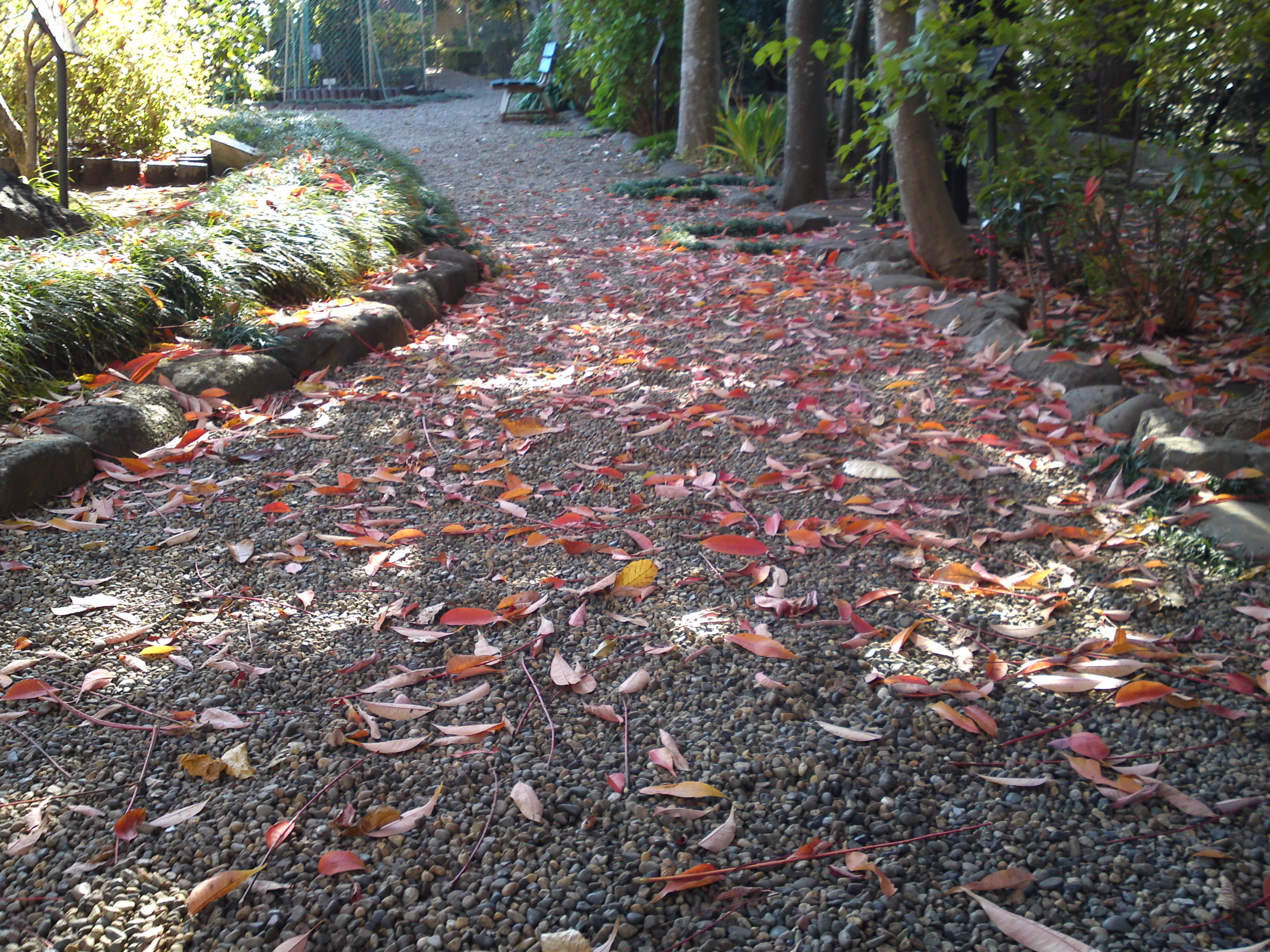 2018年万葉植物園の紅葉３１