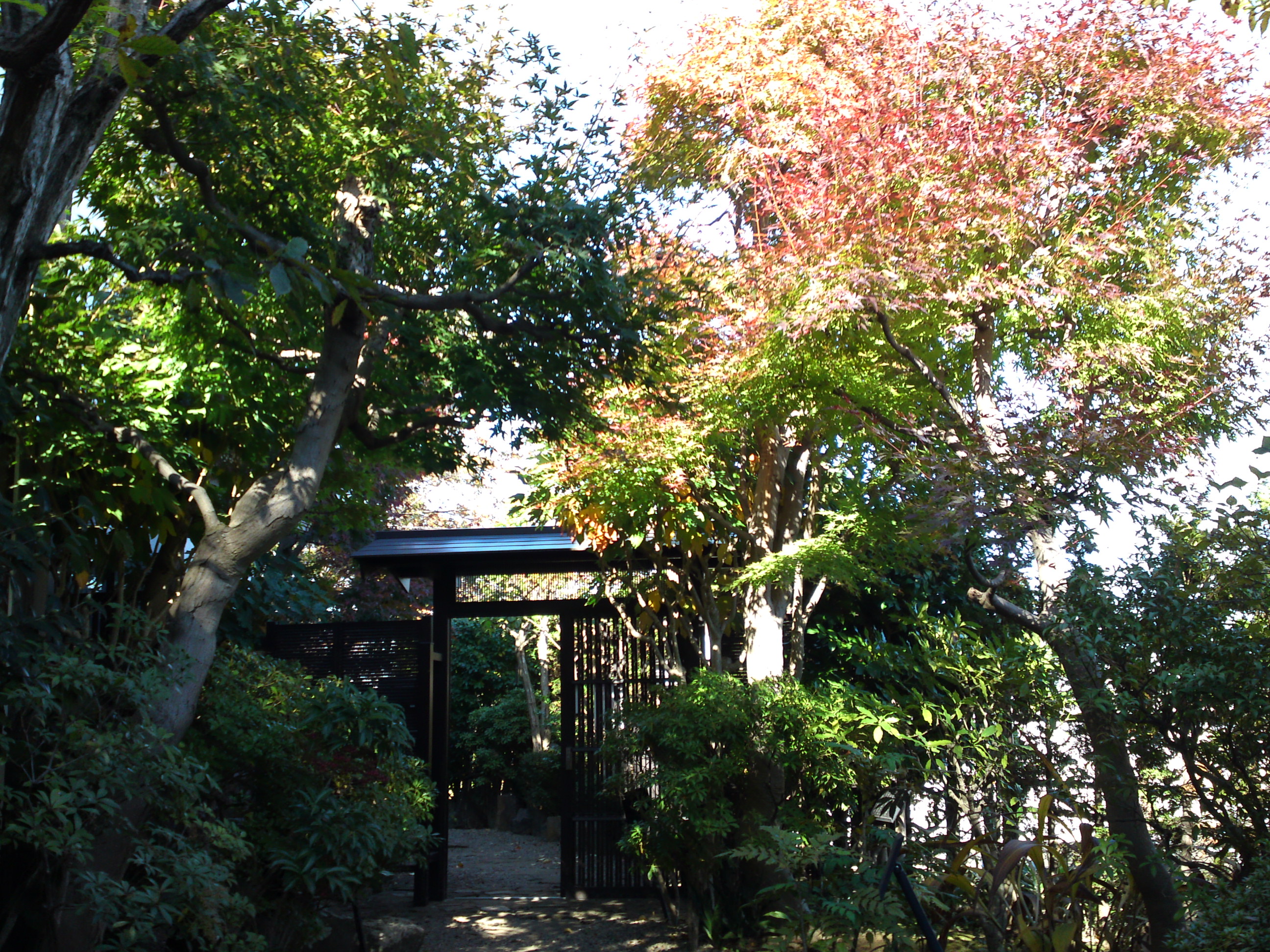 2018年万葉植物園の紅葉32