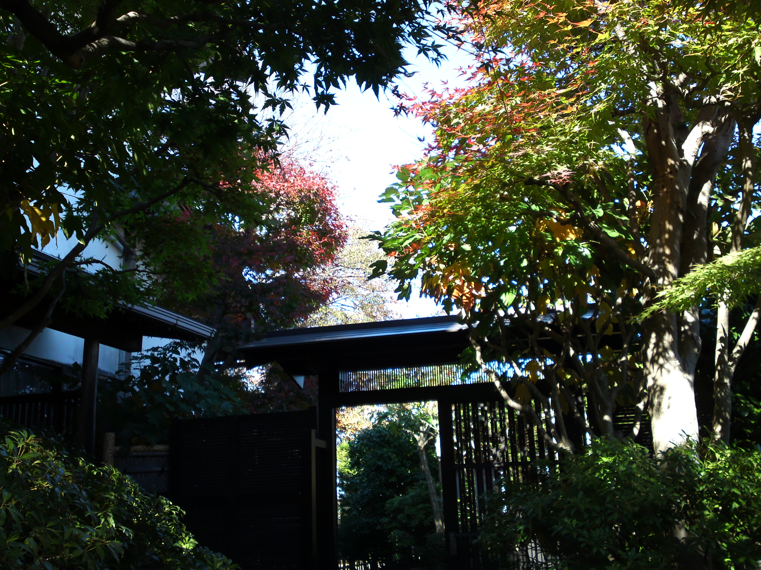 2018年万葉植物園の紅葉33