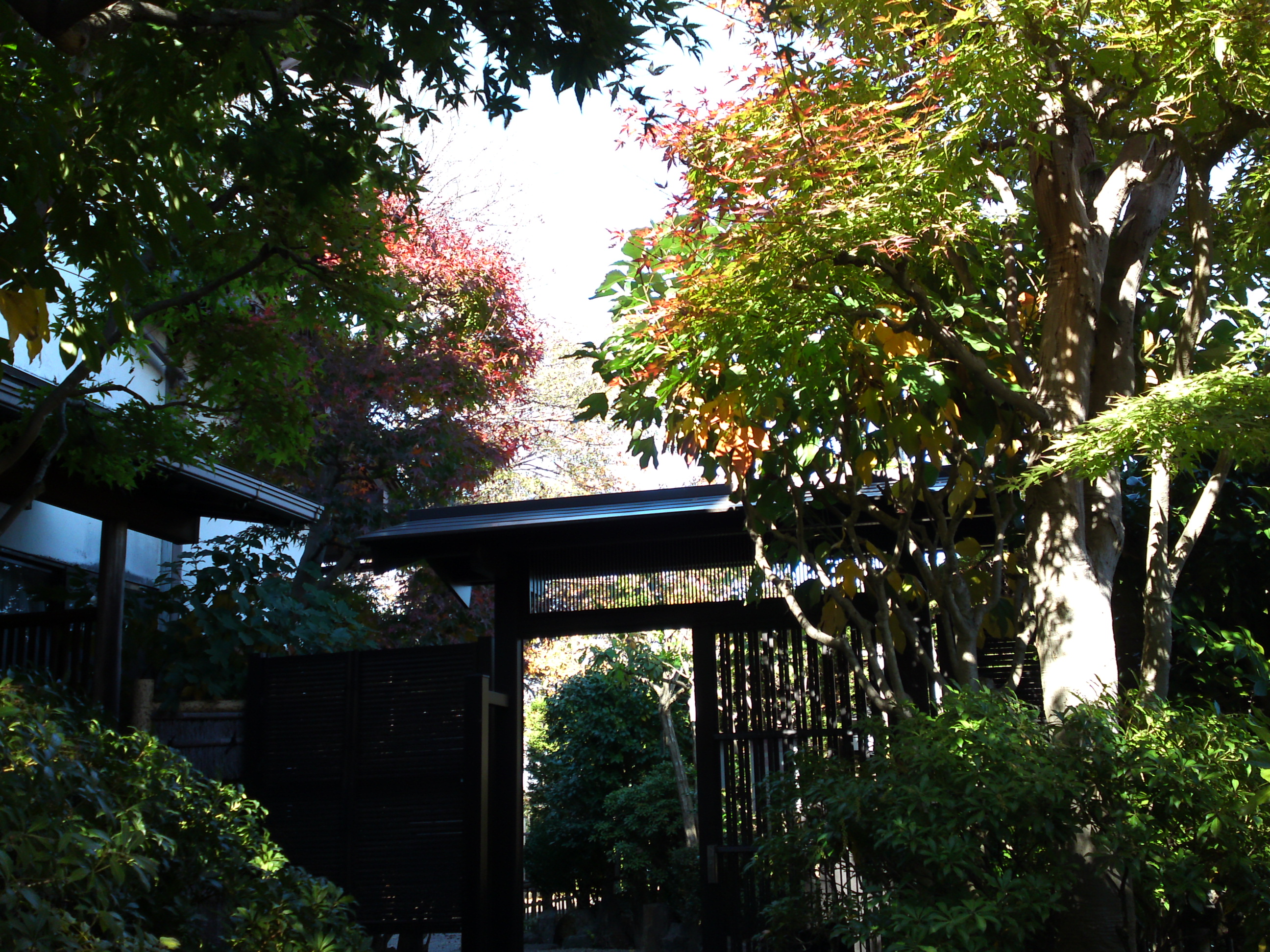 2018年万葉植物園の紅葉34