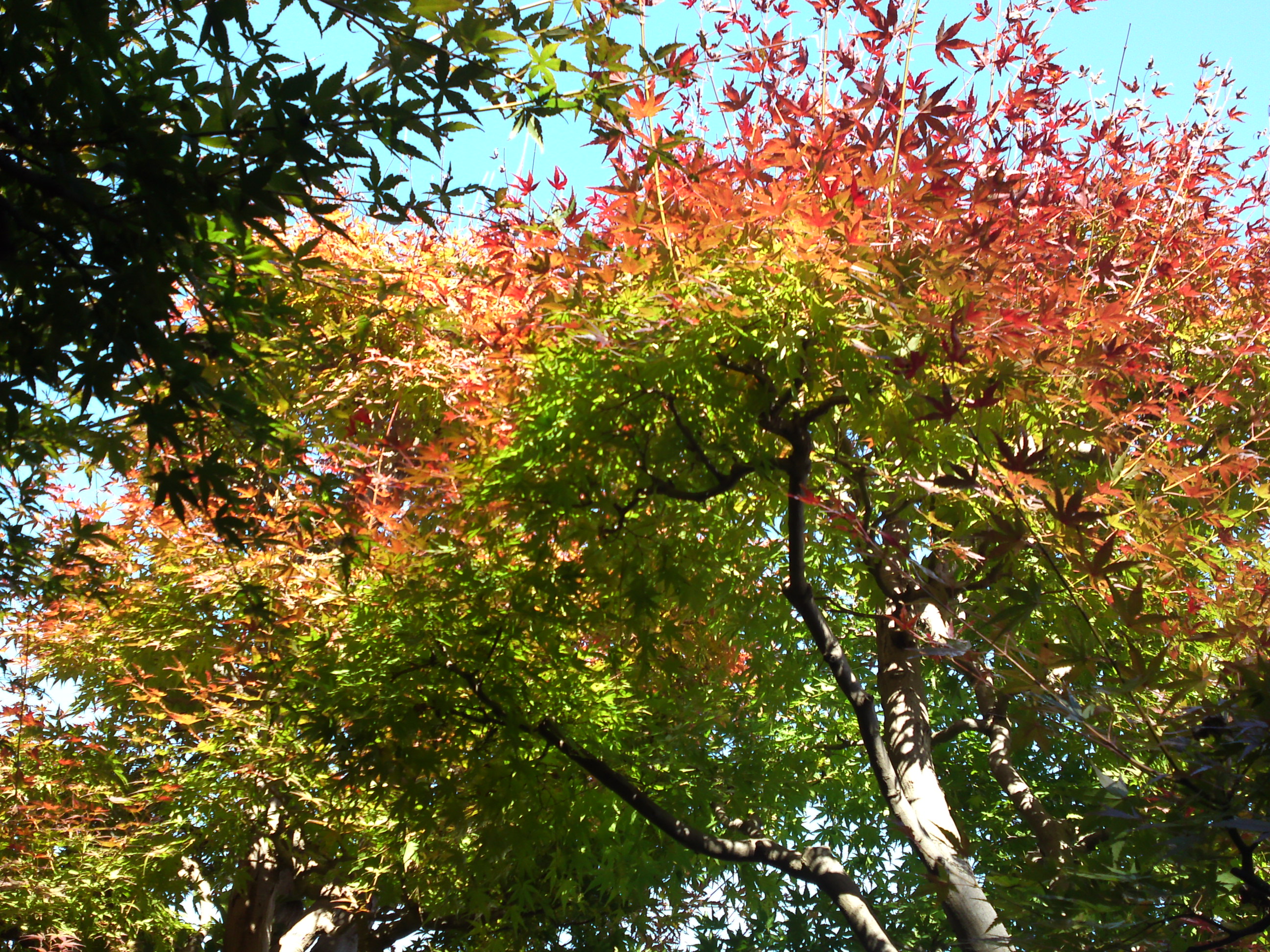 2018年万葉植物園の紅葉36