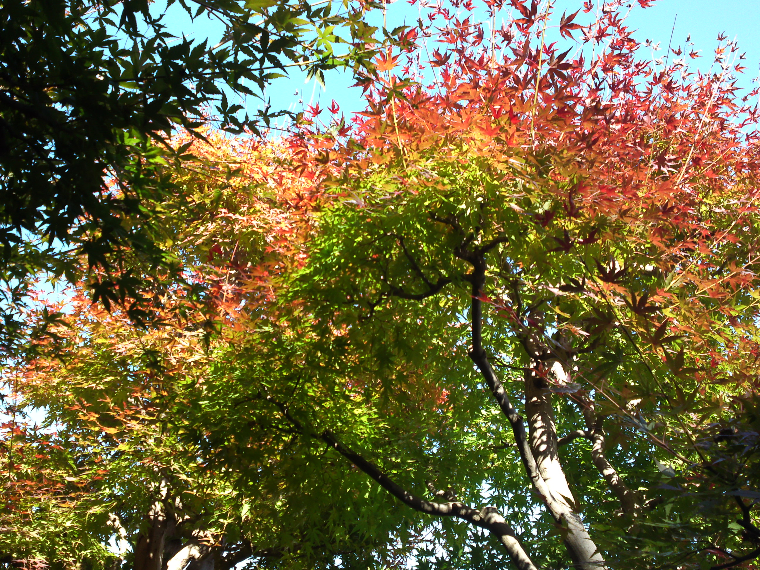 2018年万葉植物園の紅葉３６