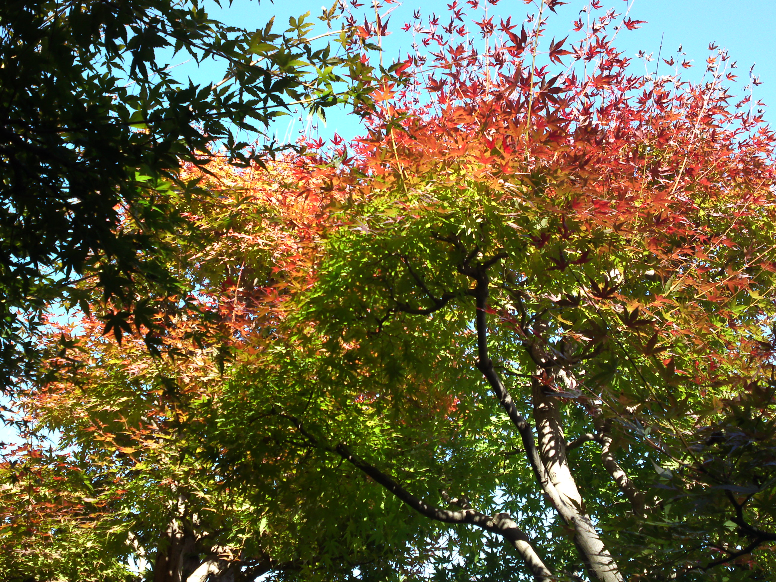 2018年万葉植物園の紅葉３７