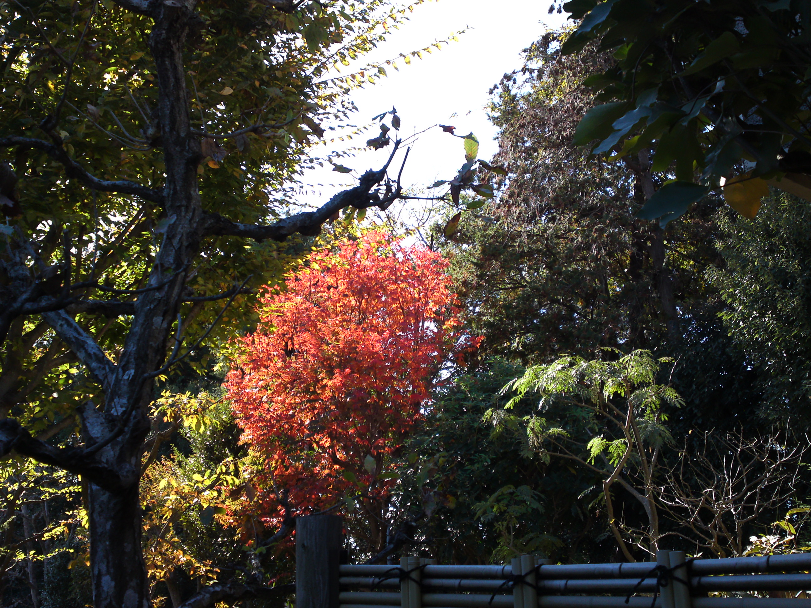 2018年万葉植物園の紅葉３８