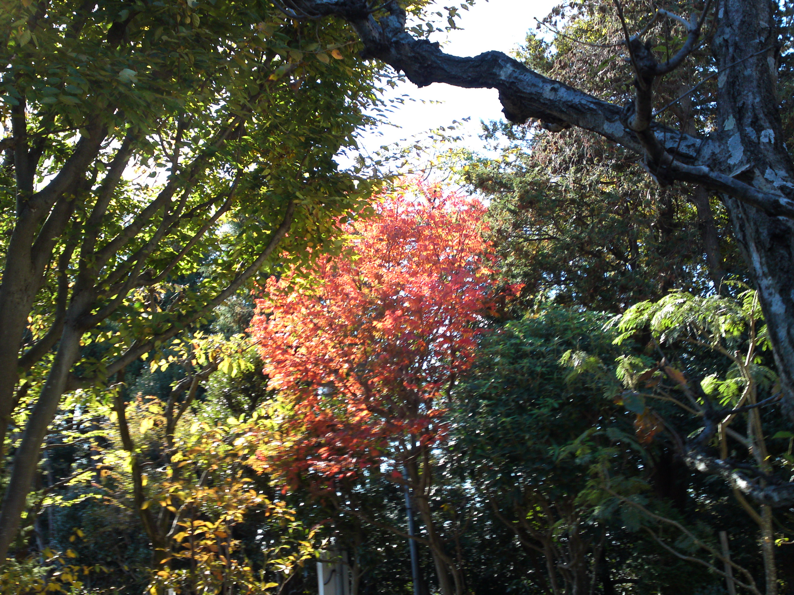 2018年万葉植物園の紅葉３９